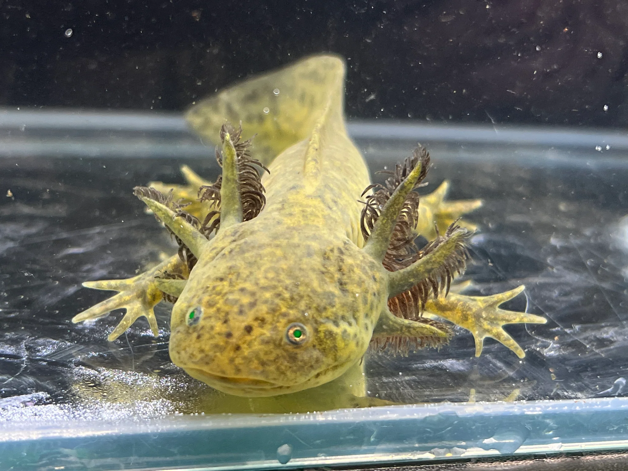 Gfp Wild