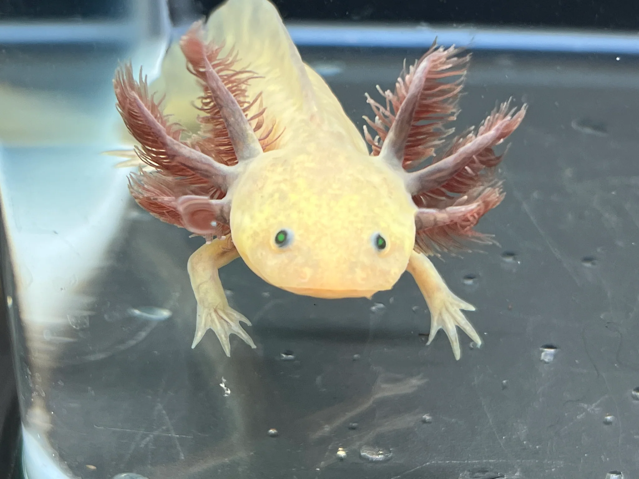 GFP Copper Melanoid