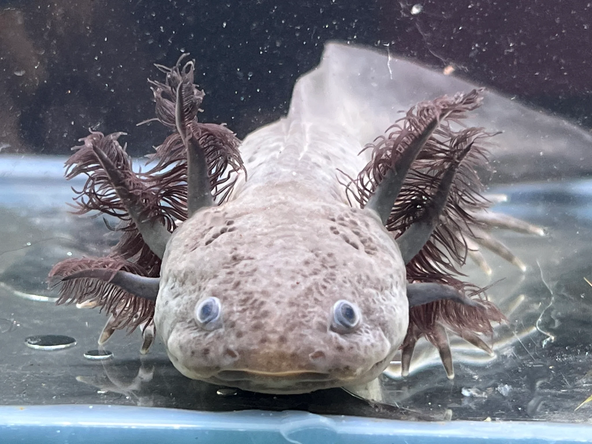 Male Melanoid