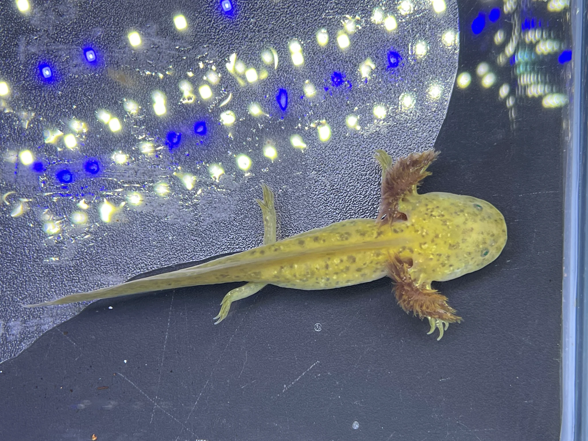 GFP Copper Axolotl