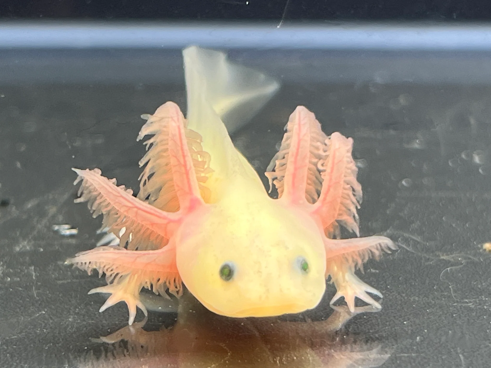 GFP Leucistic