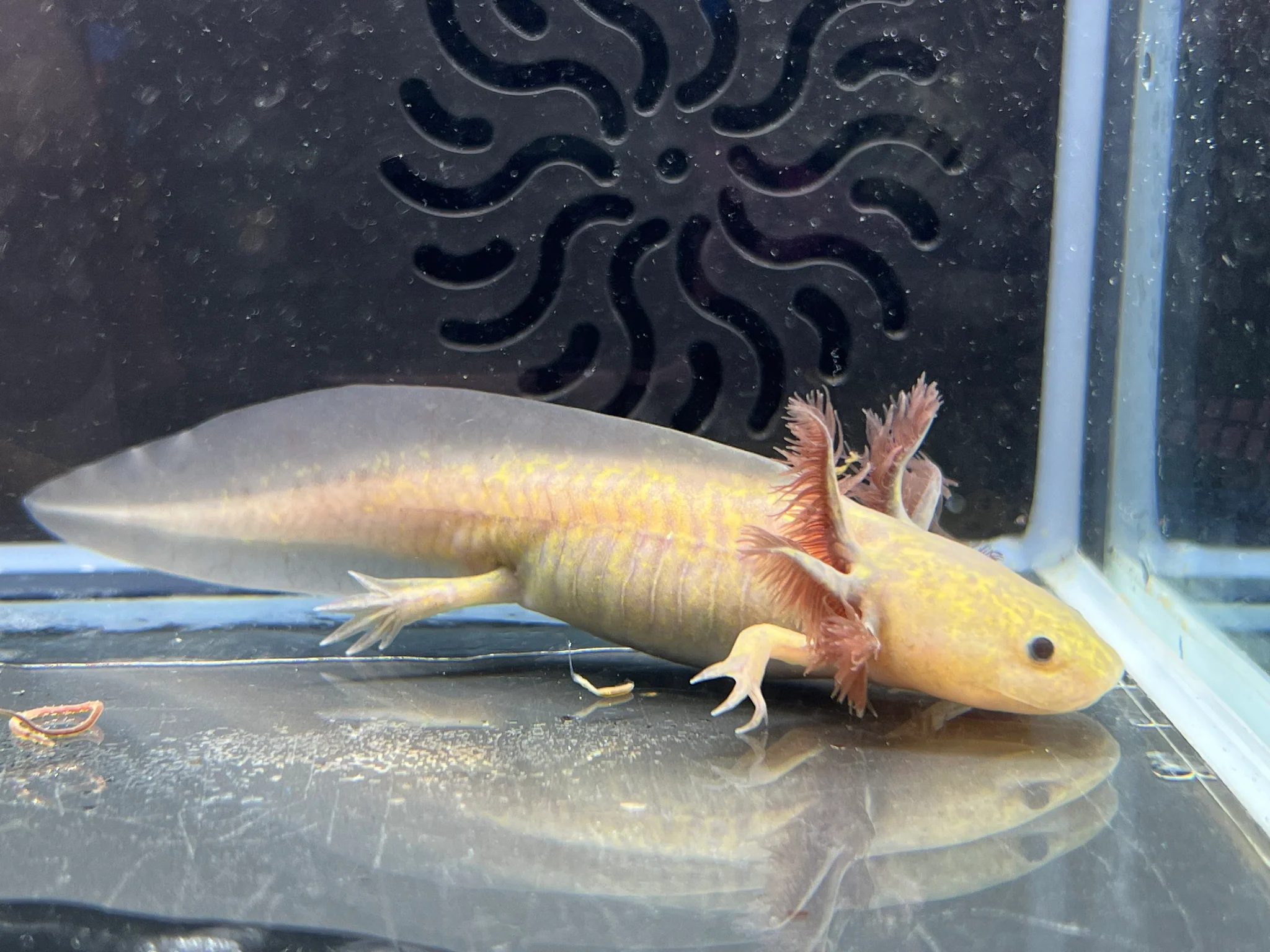 Copper Melanoid