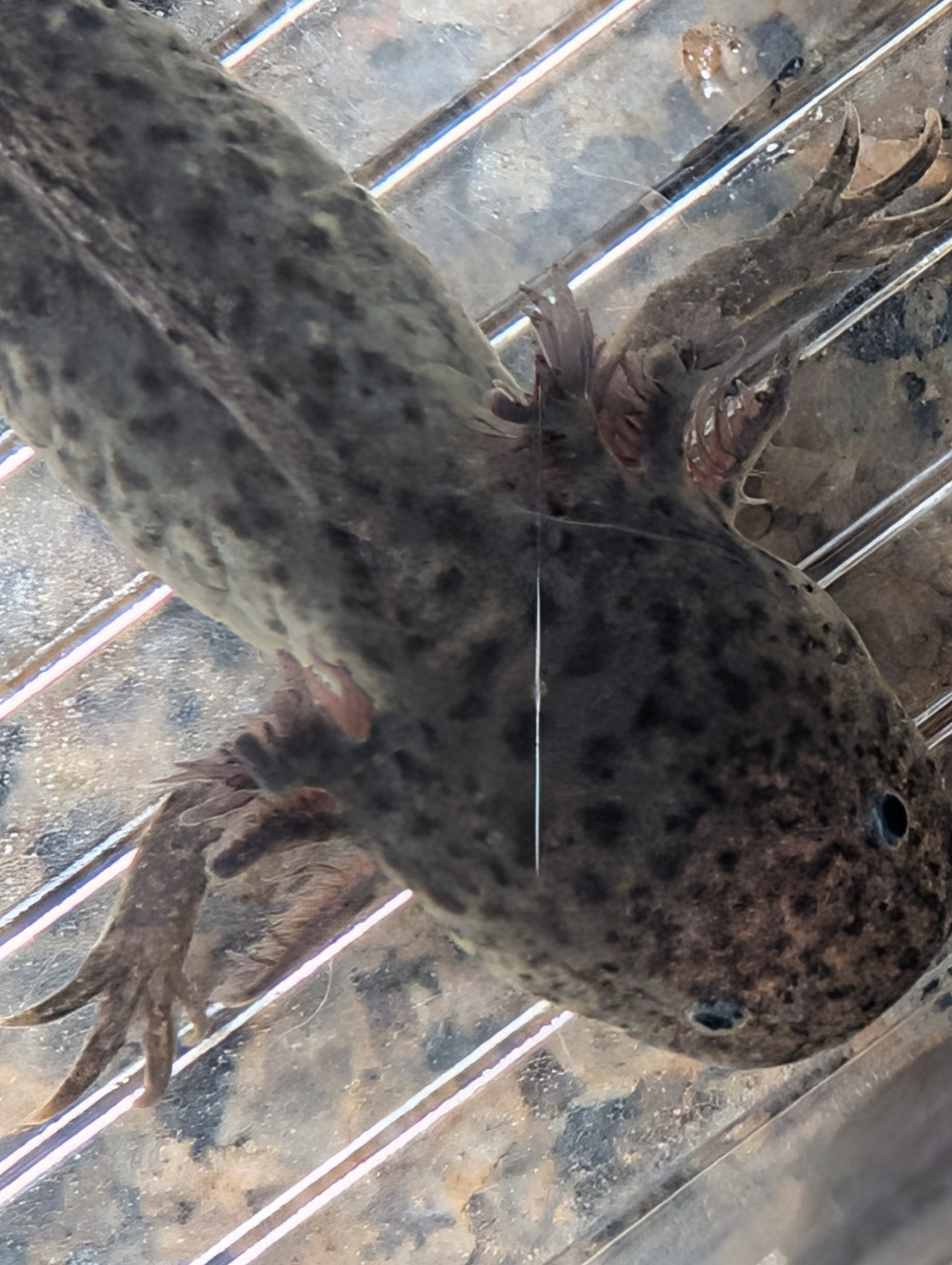~6" Axanthic