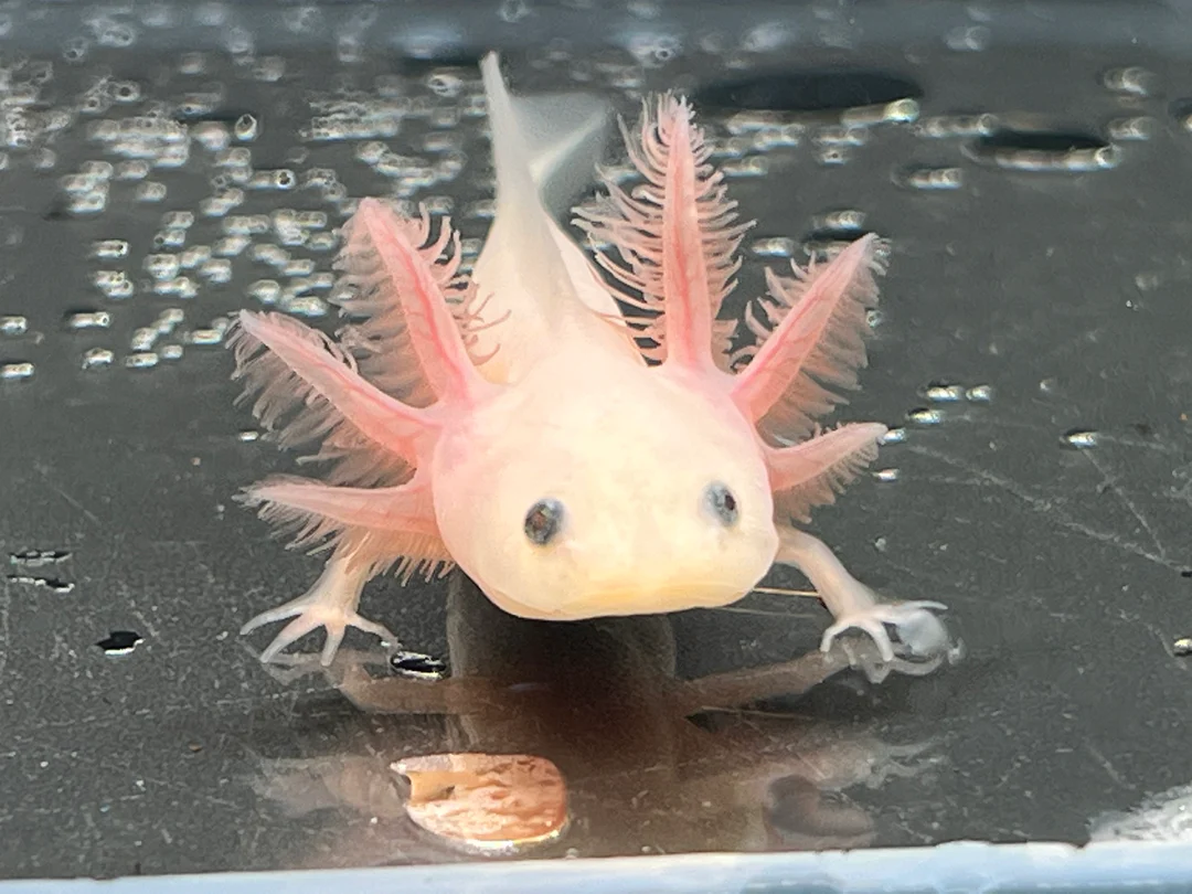 Leucistic