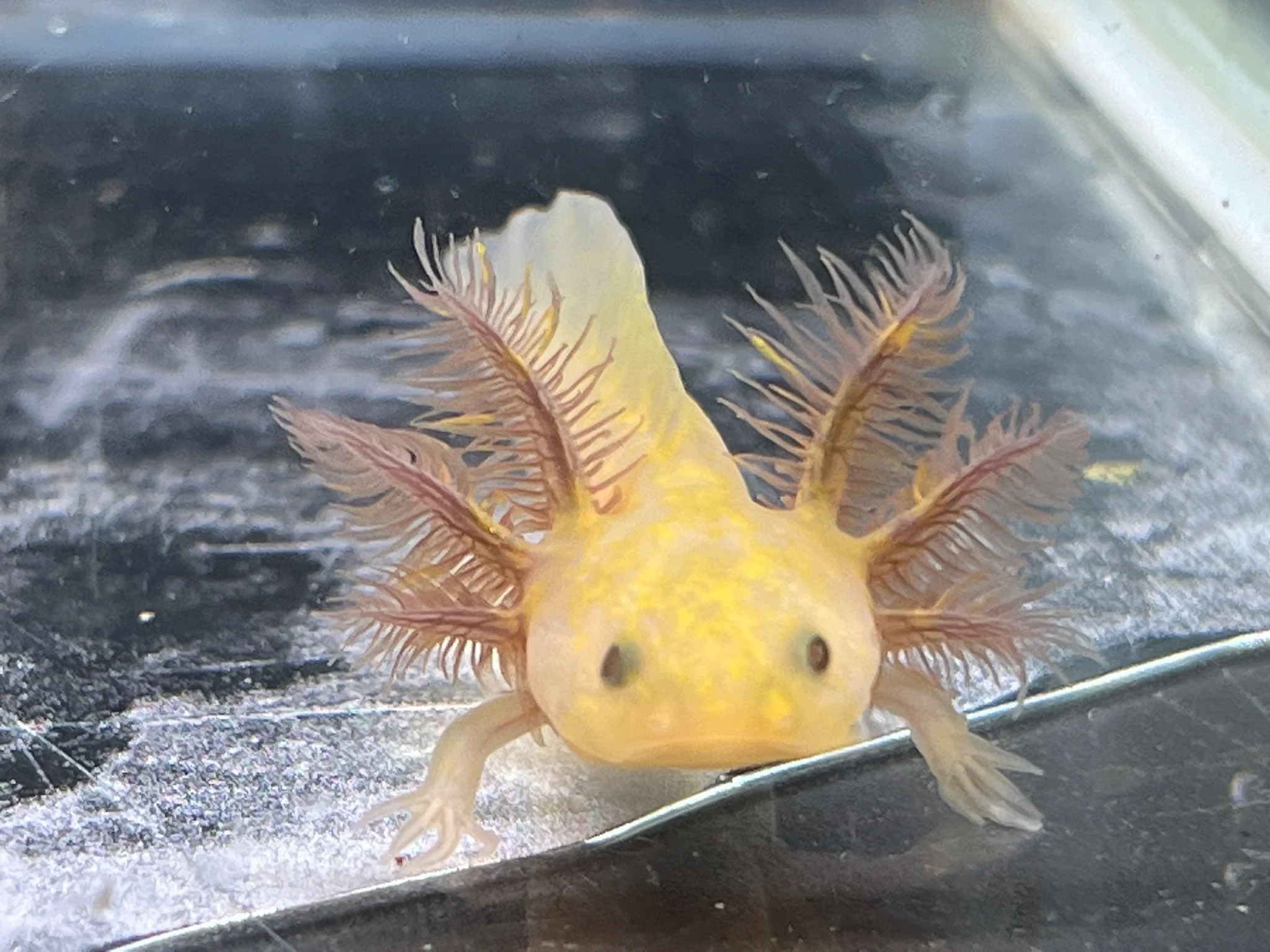 Hypo Copper Melanoid