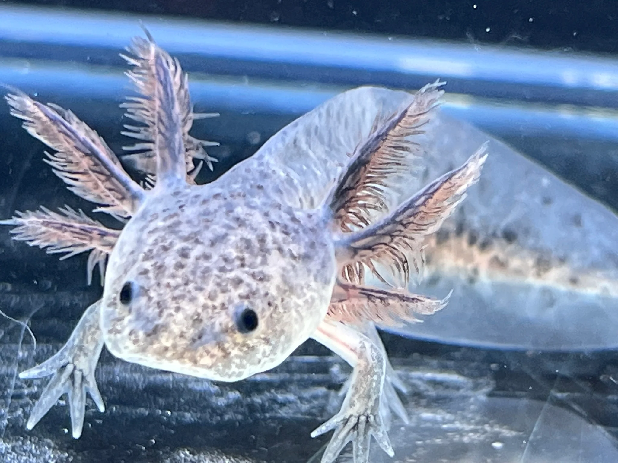 Axanthic