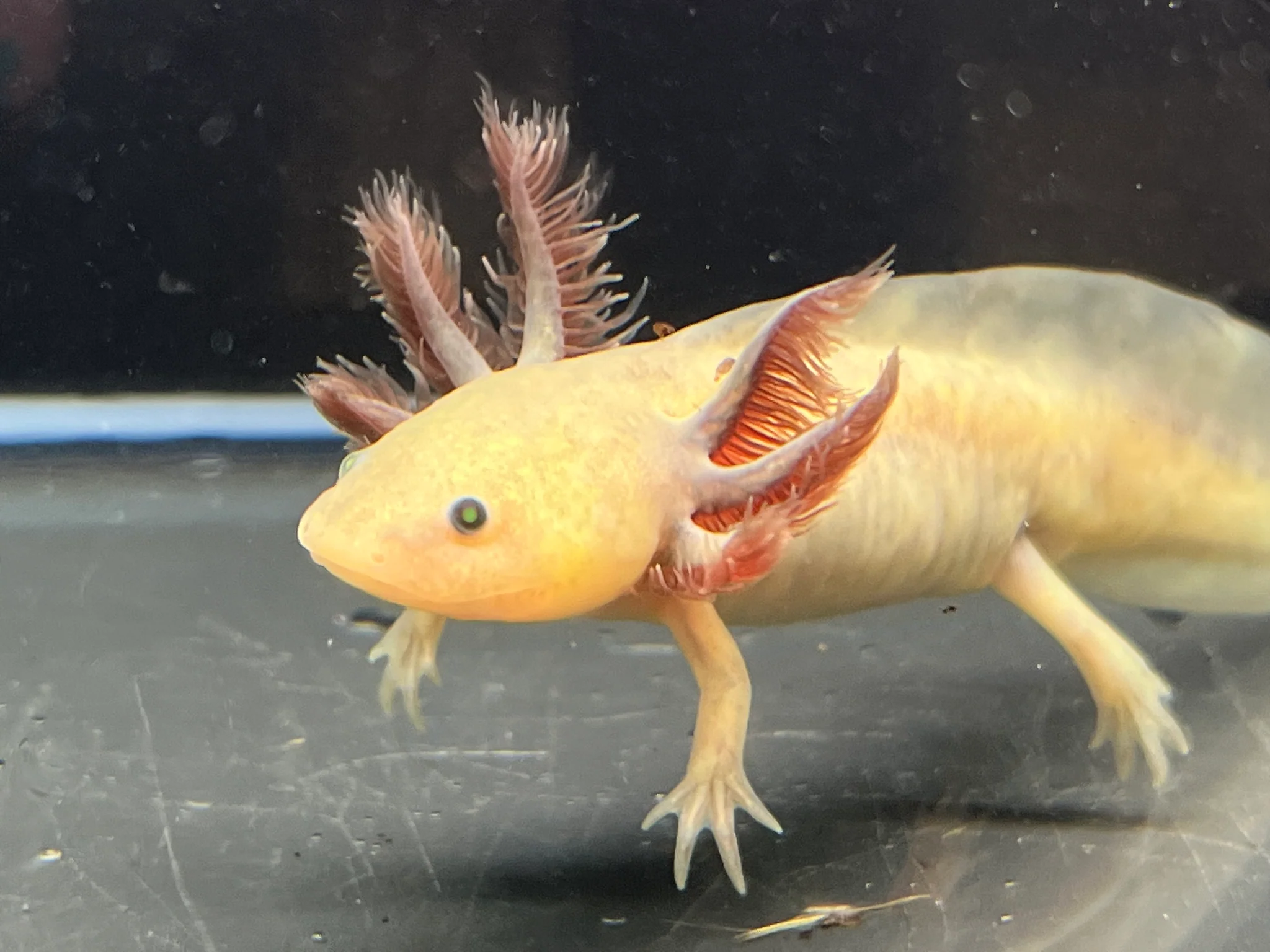 GFP Copper Melanoid