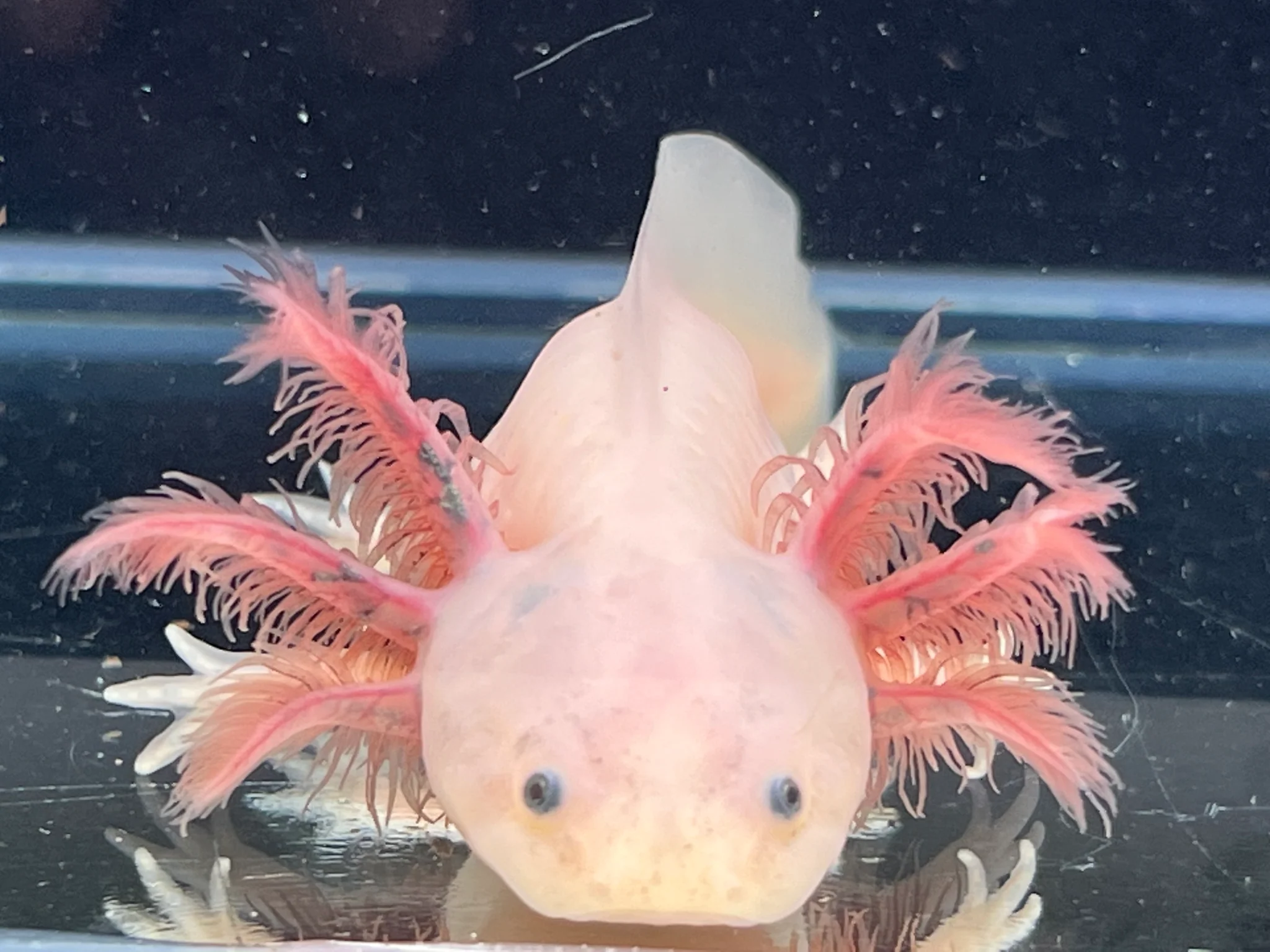 Dark Gill Leucistic with iridophores