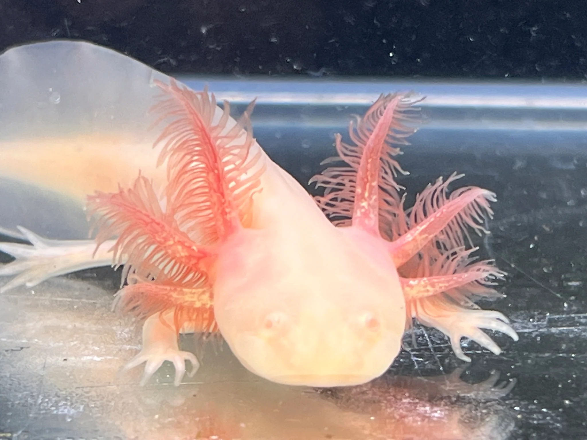 Nursery Choice White Albino