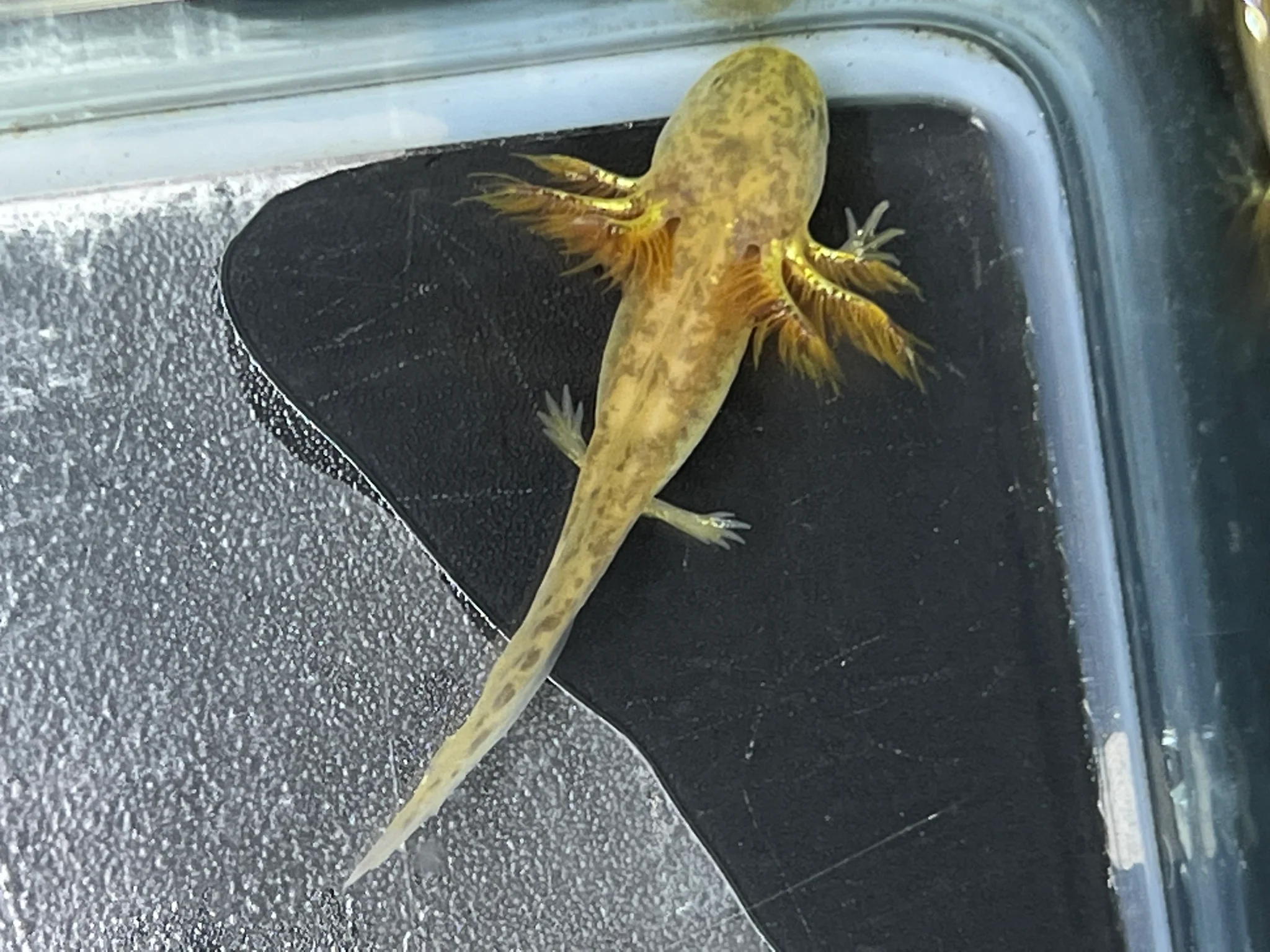 Gfp Copper