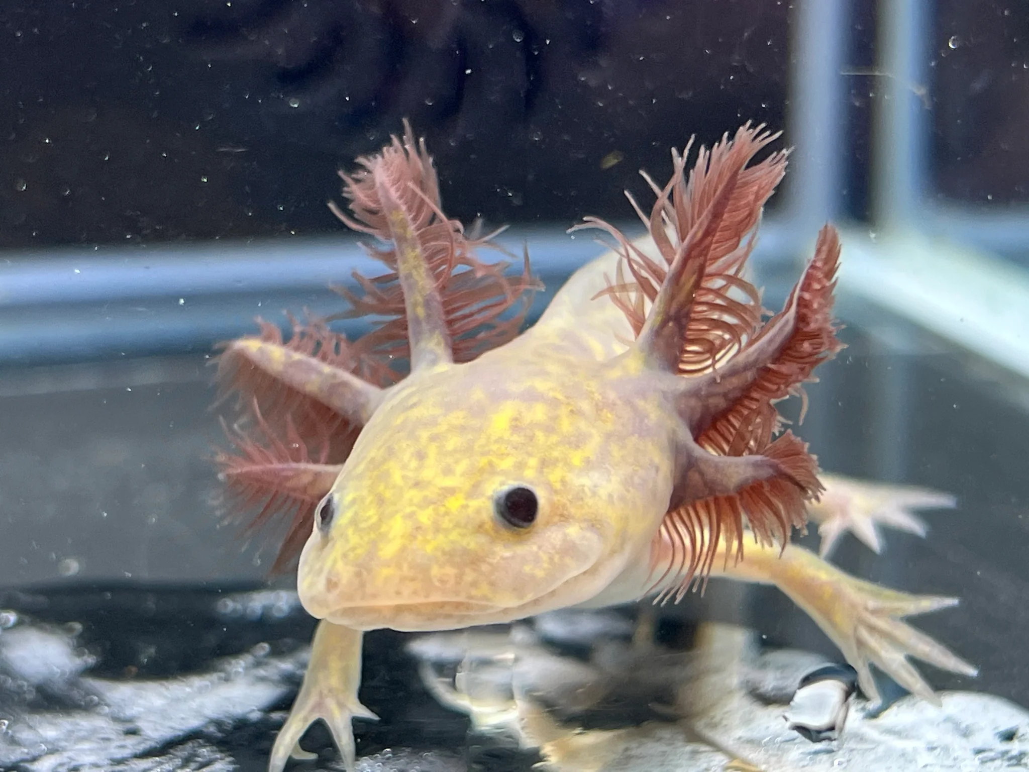 Copper Melanoid
