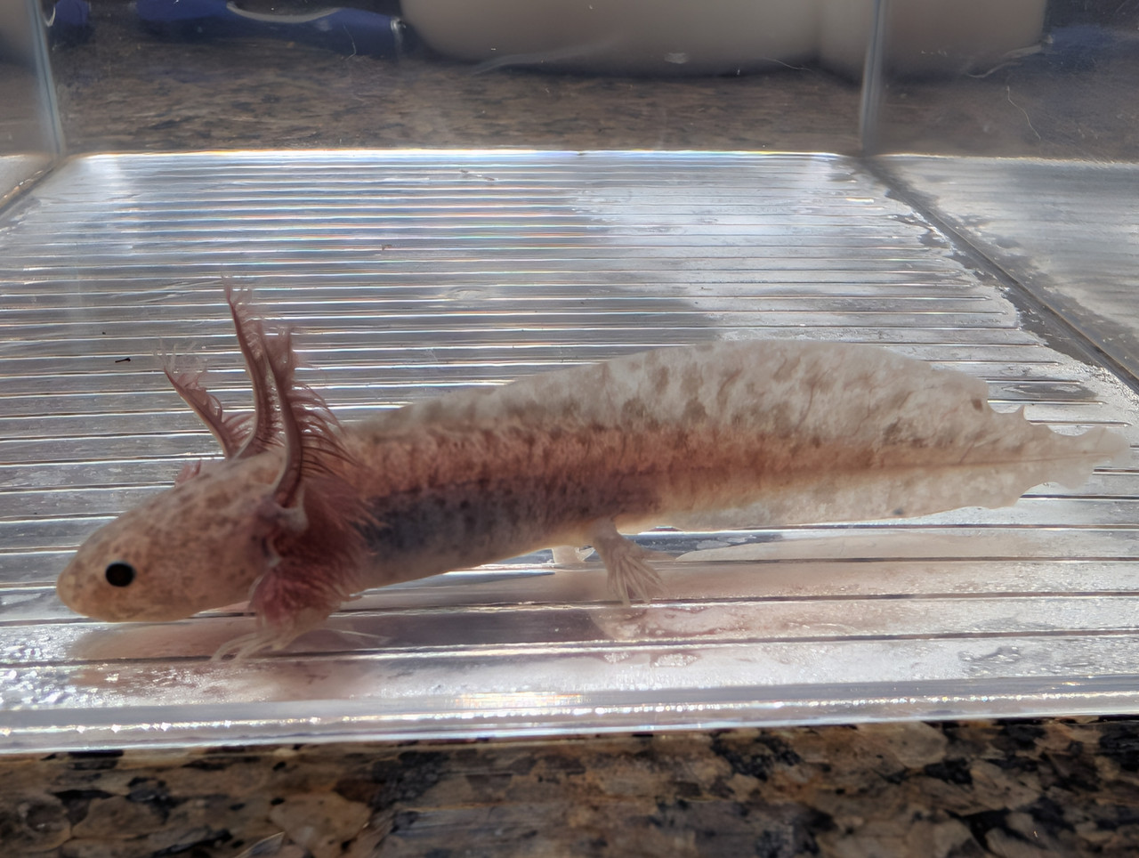 ~4-5" Hypomelanstic Axanthic