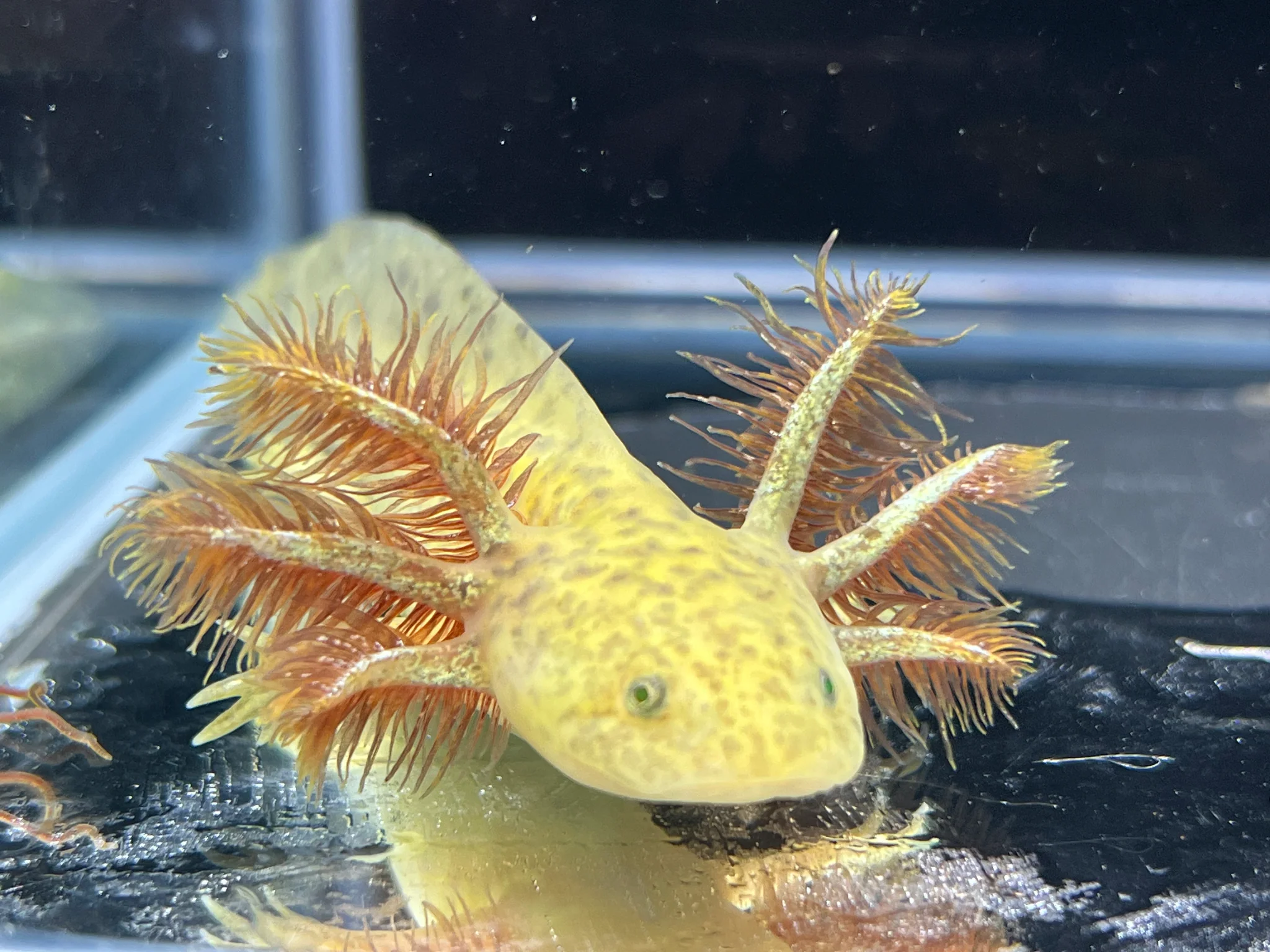 GFP Copper