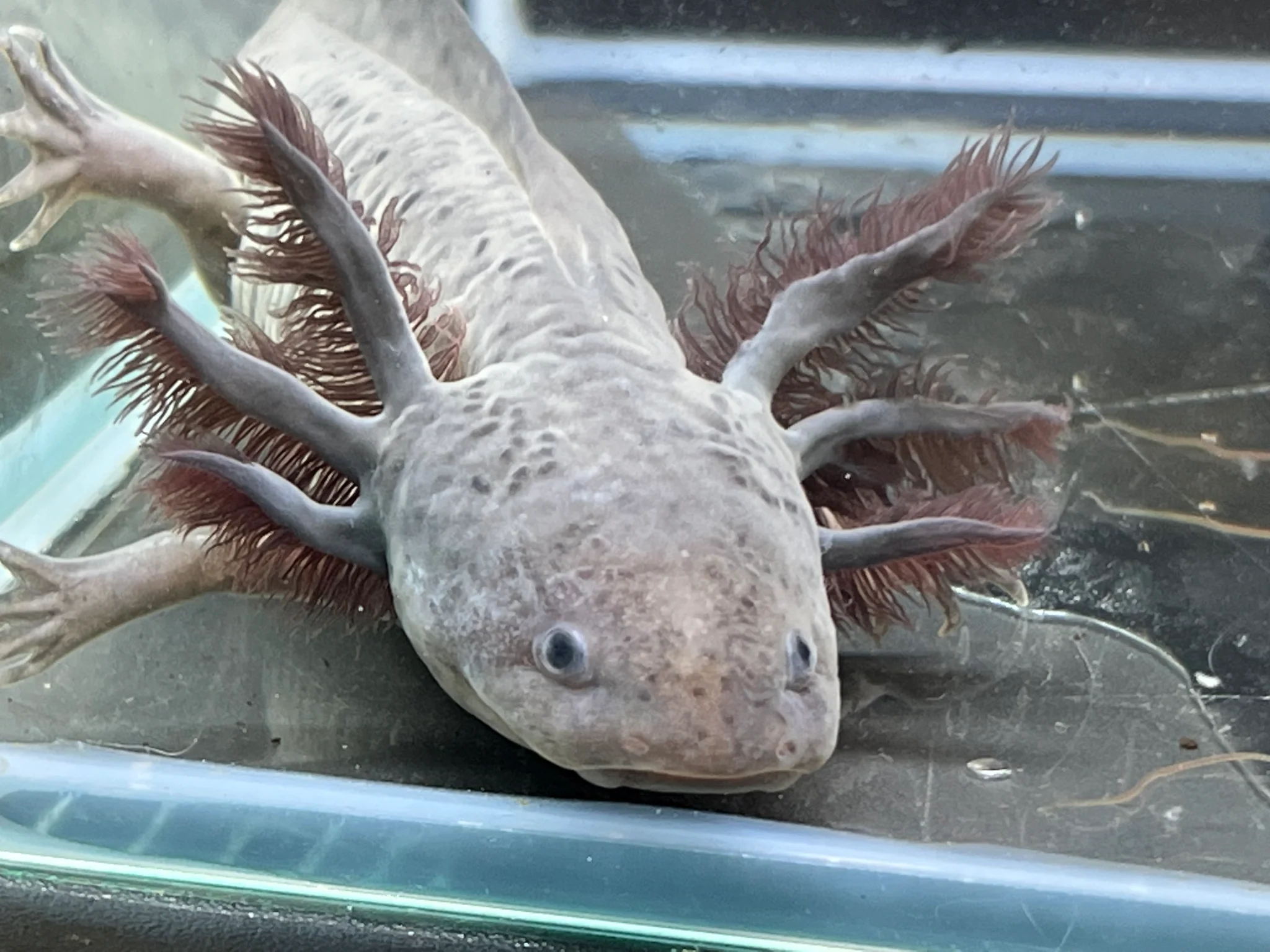 Melanoid