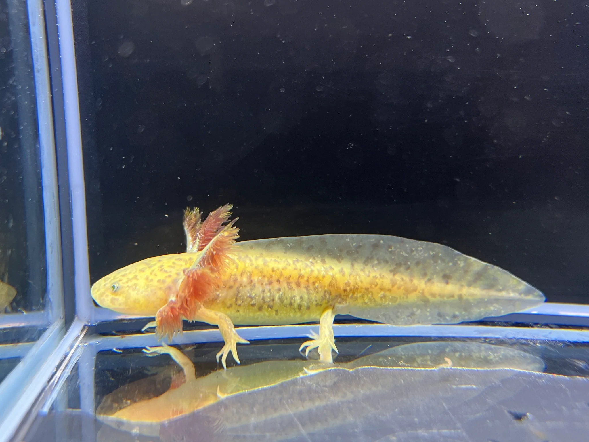 GFP Copper