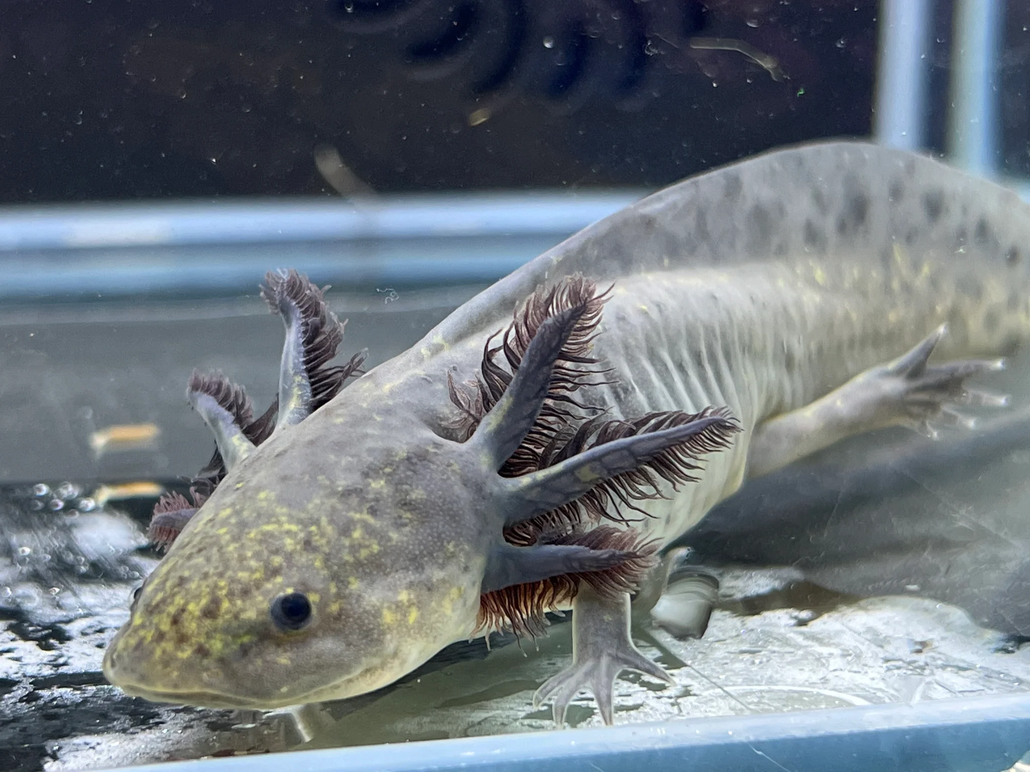 Melanoid