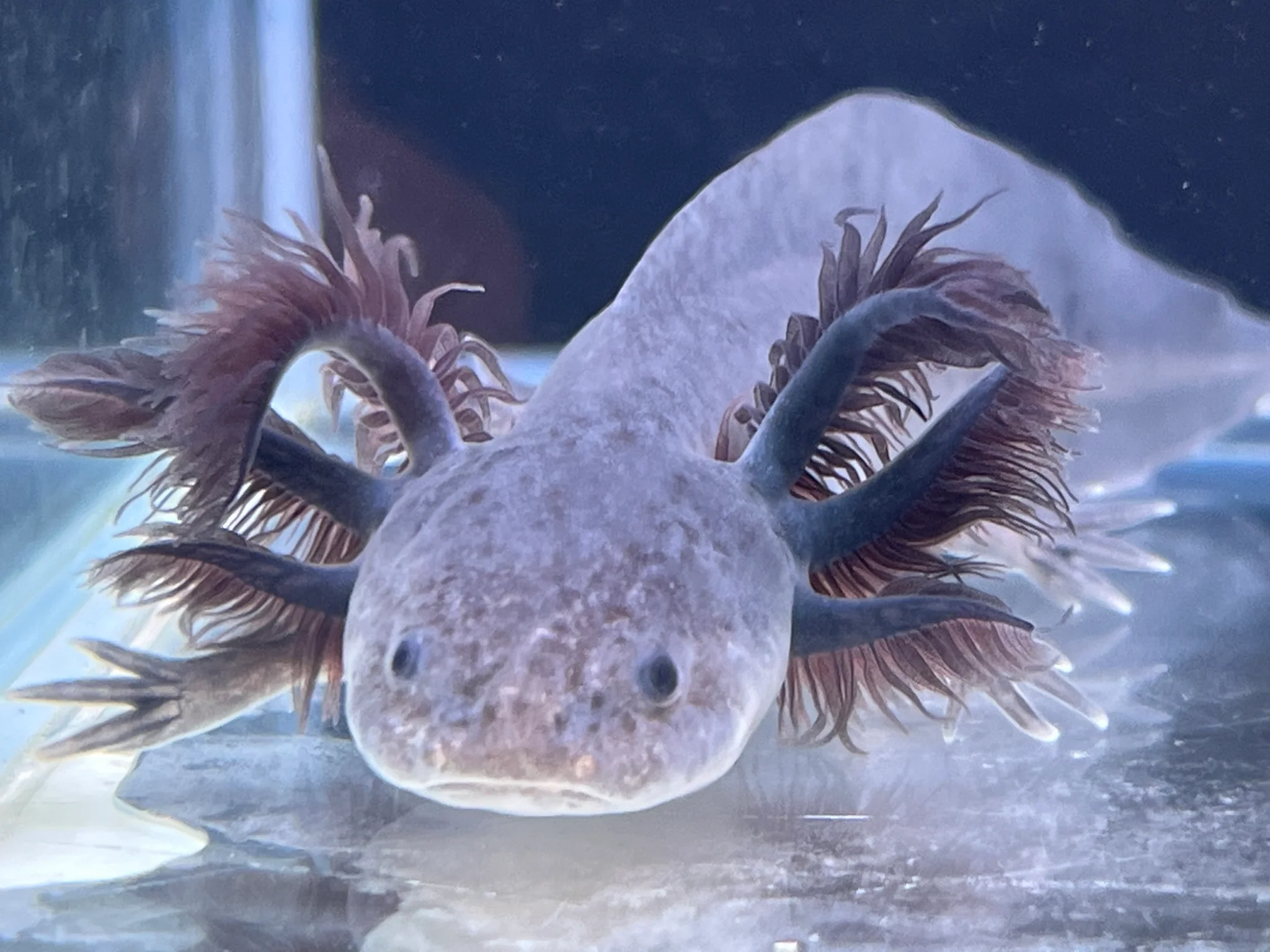 Melanoid Axanthic