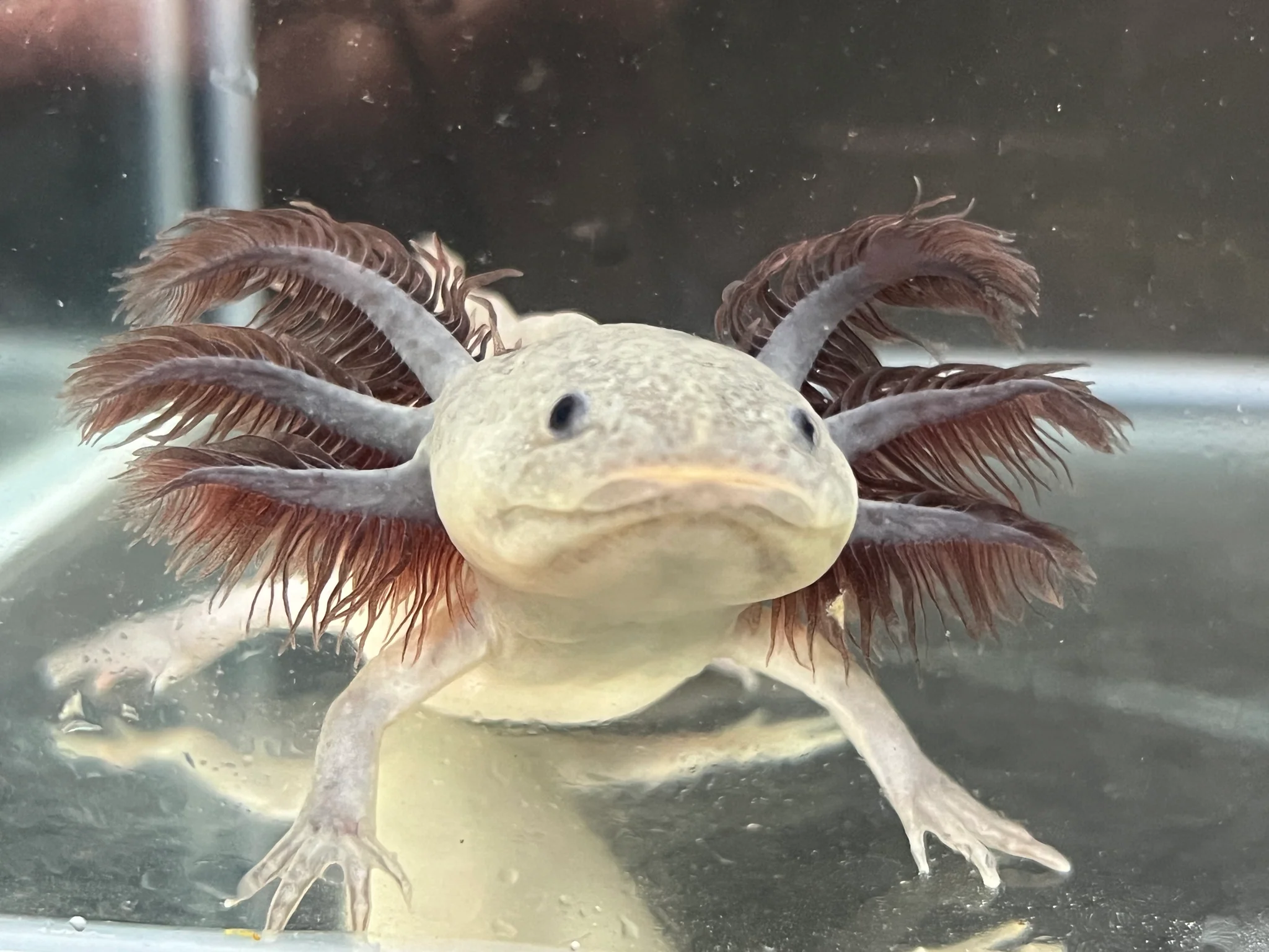 Melanoid Axanthic