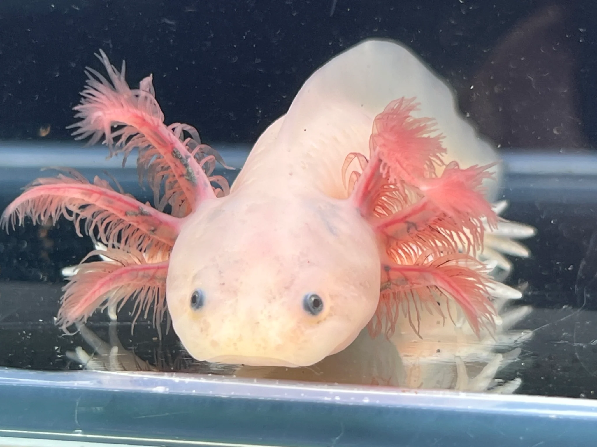 Dark Gill Leucistic with iridophores