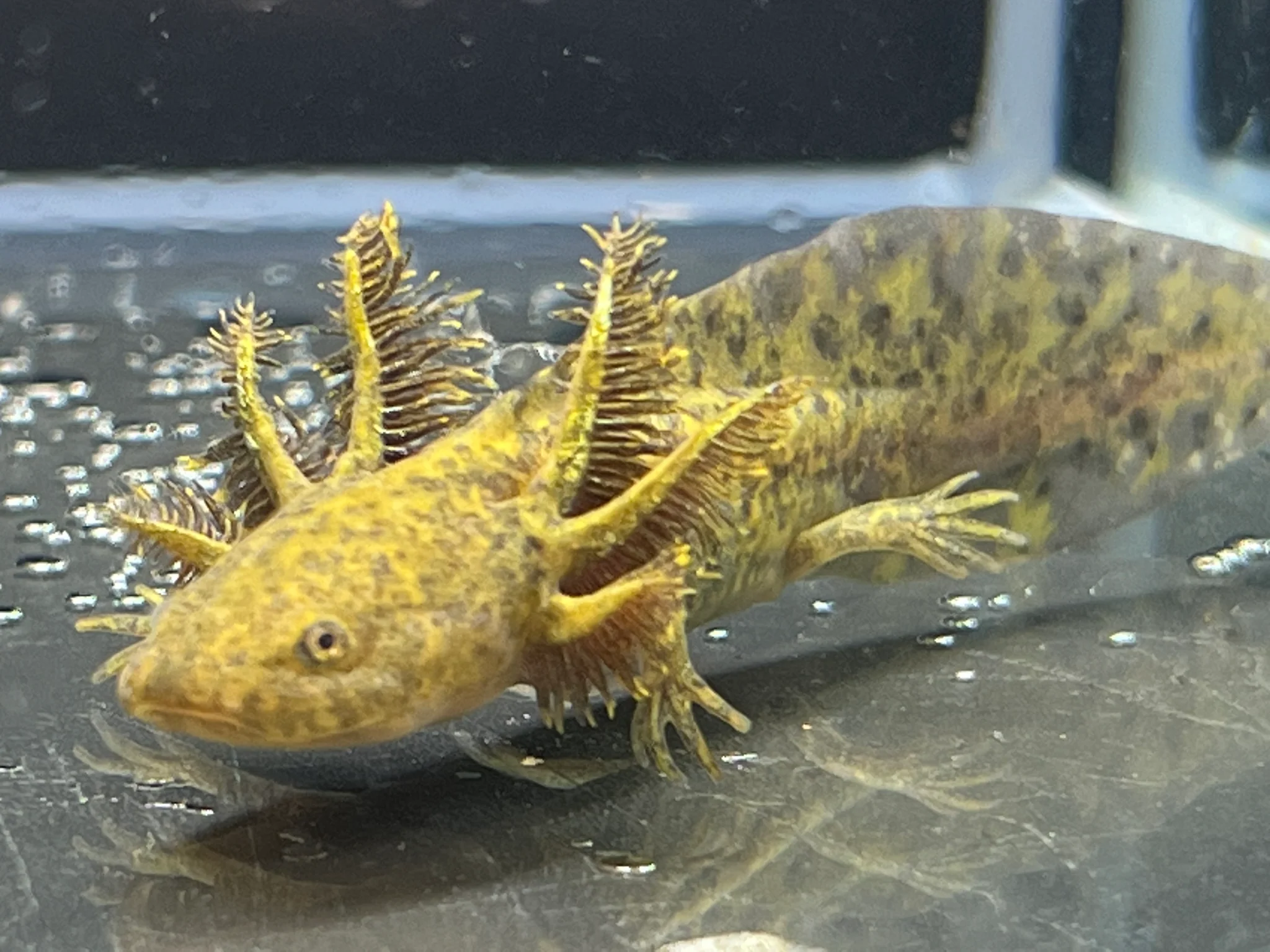 Wild 1/4 True Axolotl