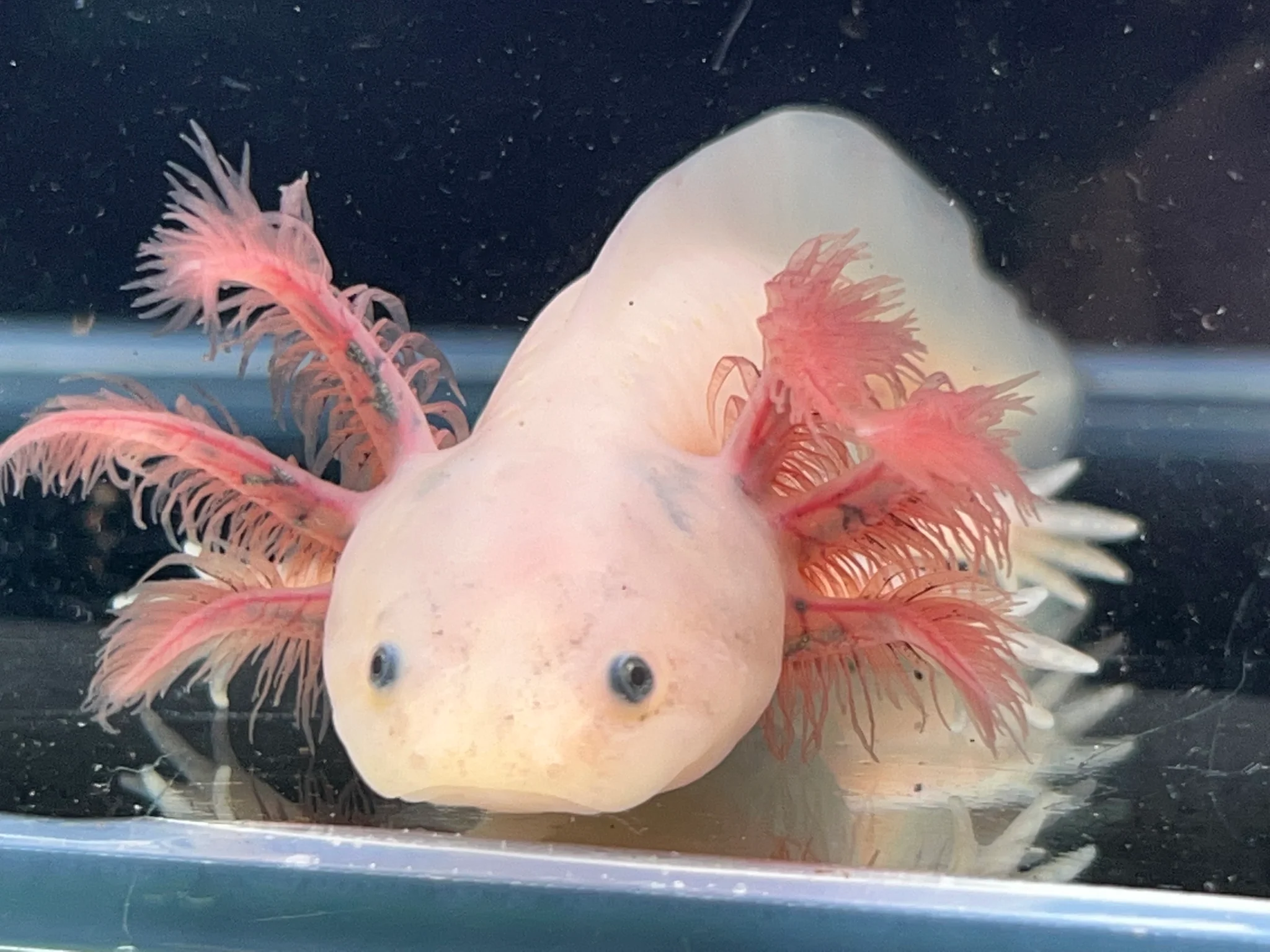 Dark Gill Leucistic with iridophores