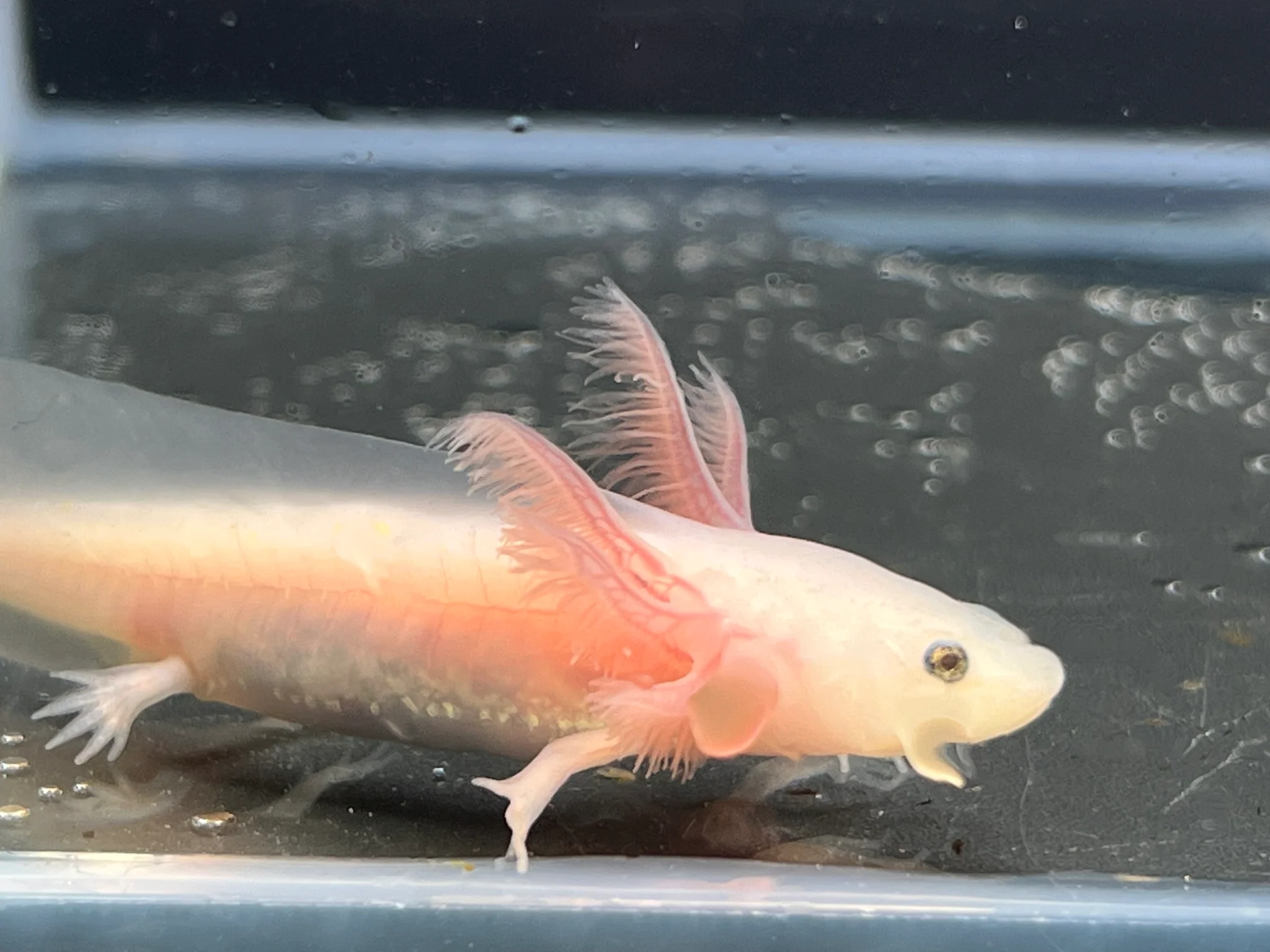 Leucistic