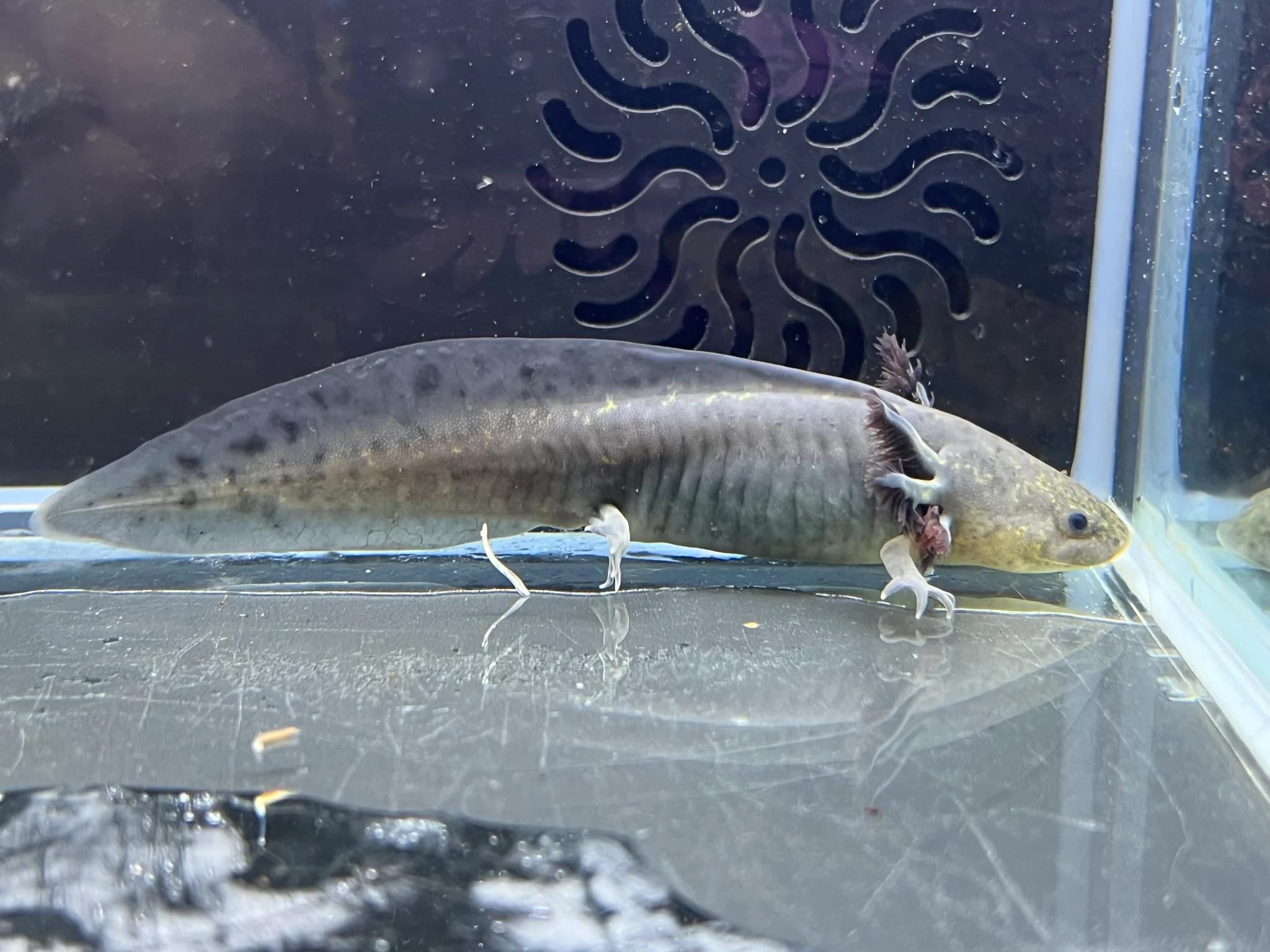 Melanoid