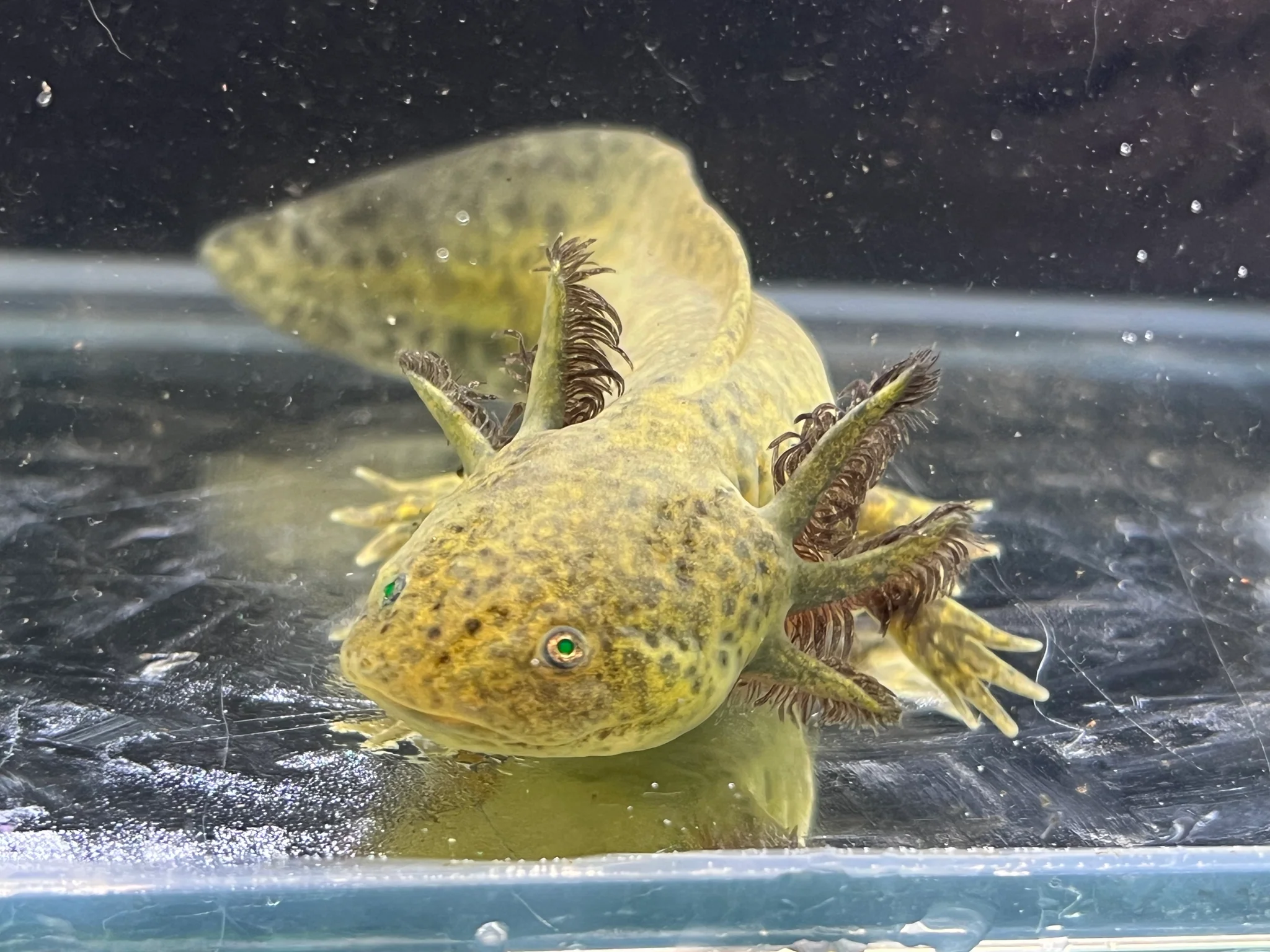 Gfp Wild