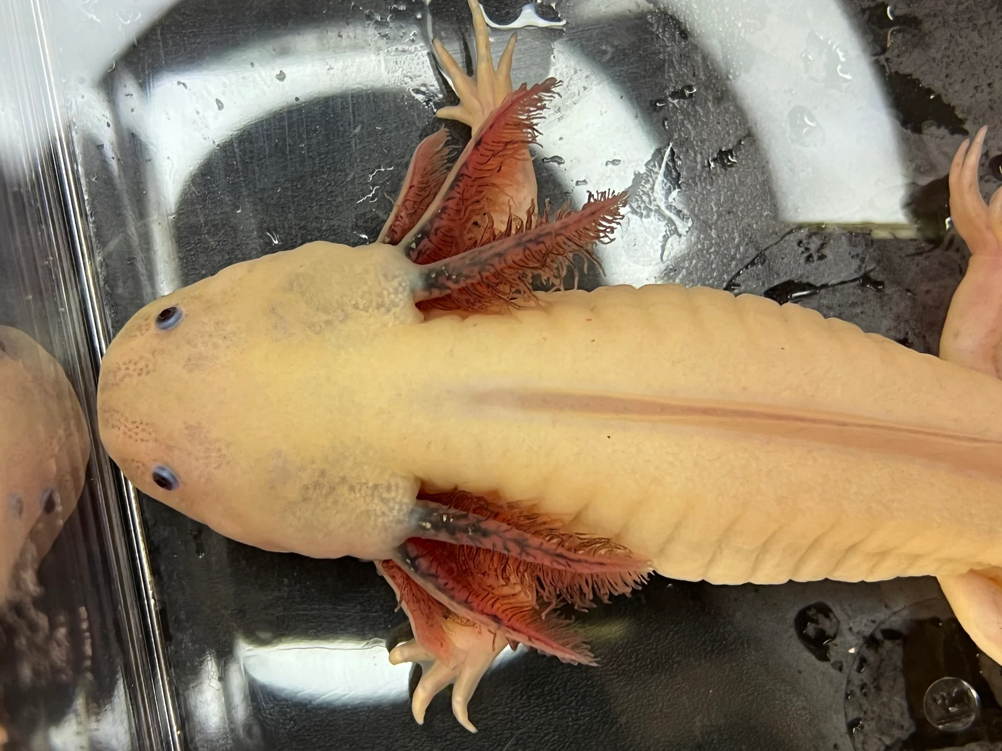 Male Dirty Dark Gill Leucistic Axolotl