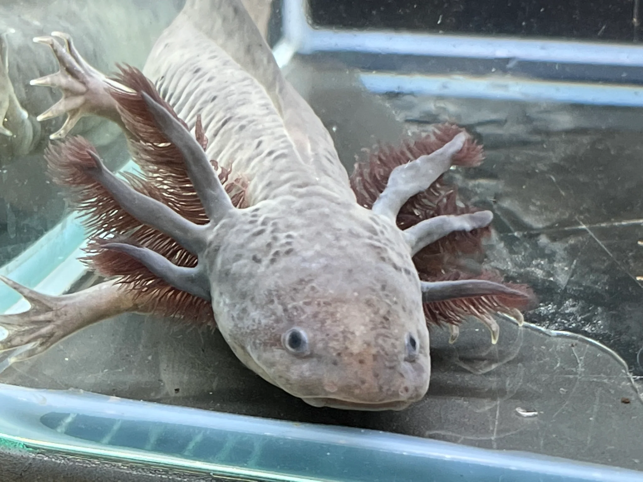 Melanoid