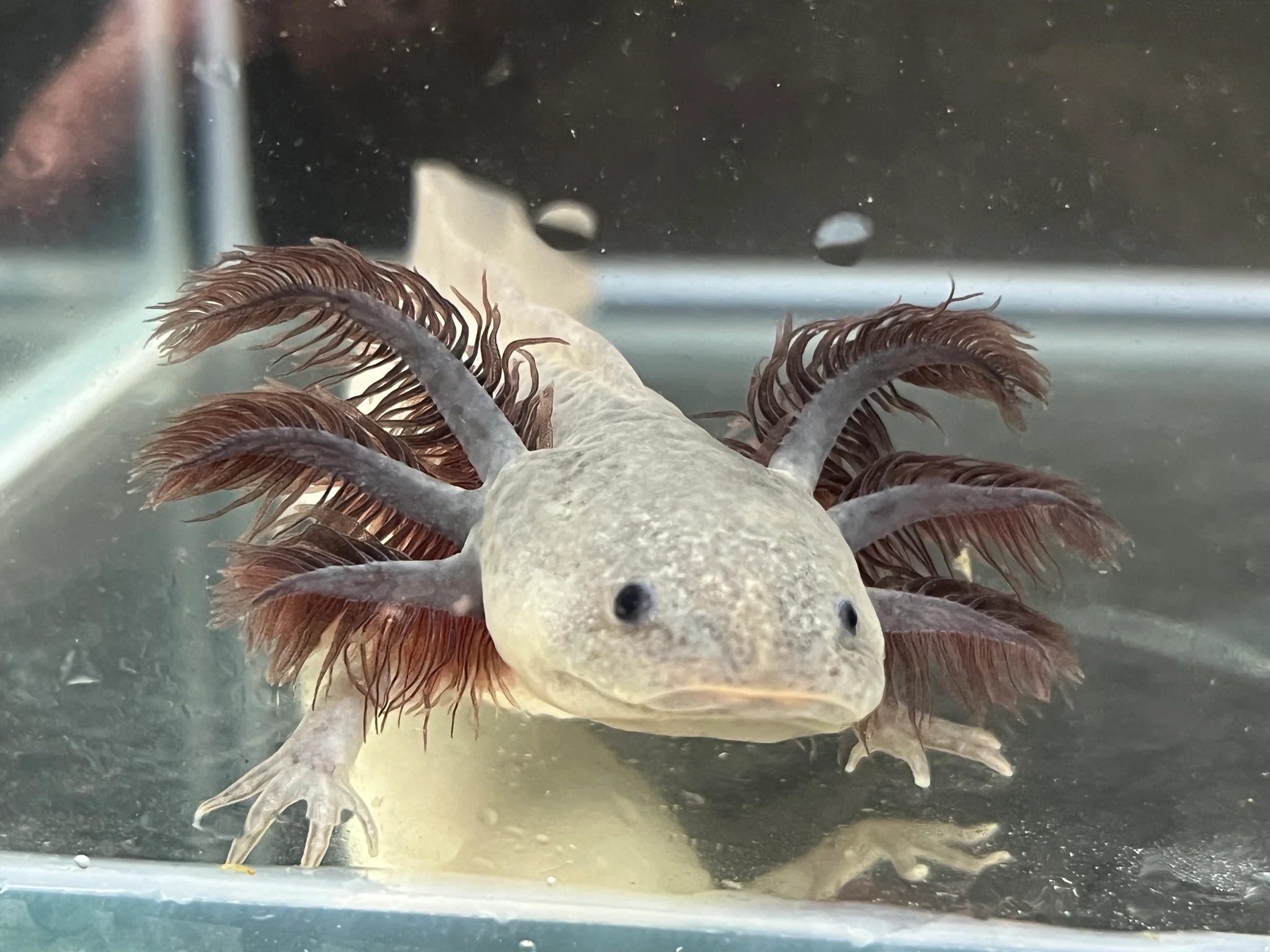 Melanoid Axanthic