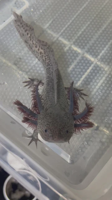 Axanthic