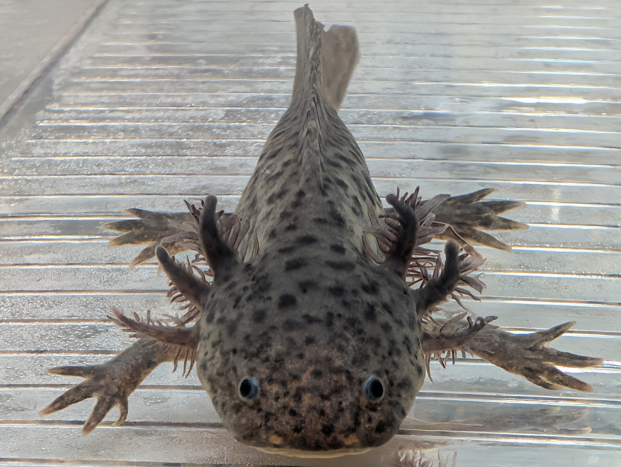 ~6" Axanthic