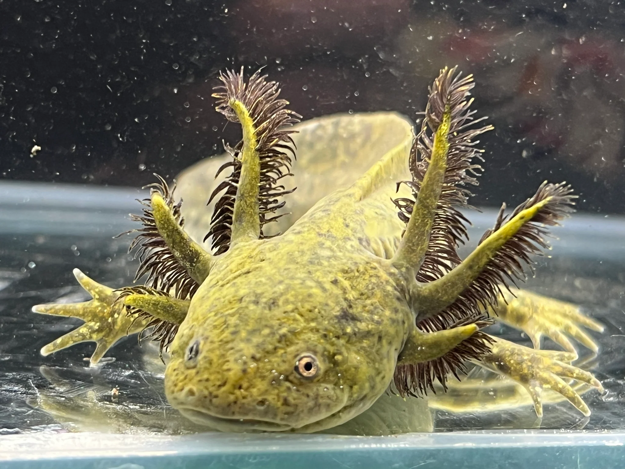 1/4 True Ambystoma Mexicana