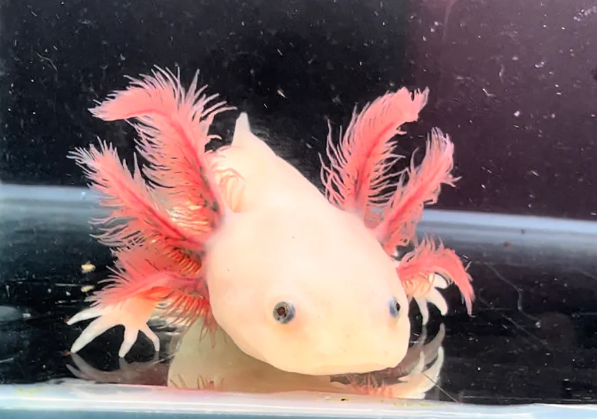 Dark Gill Leucistic some iridophores
