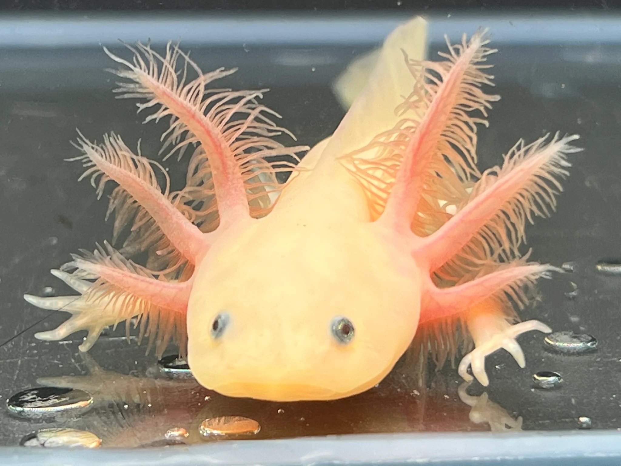Leucistic