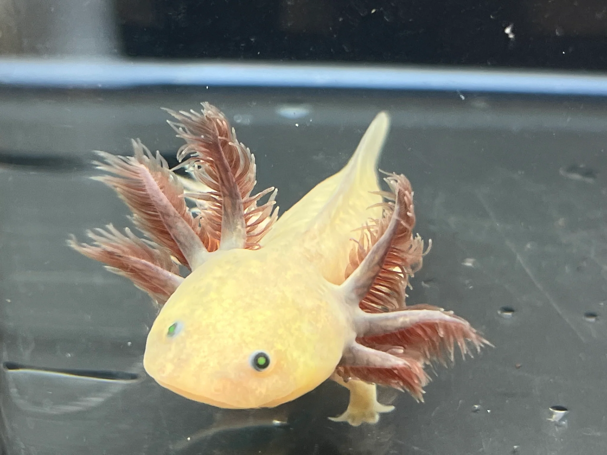 GFP Copper Melanoid
