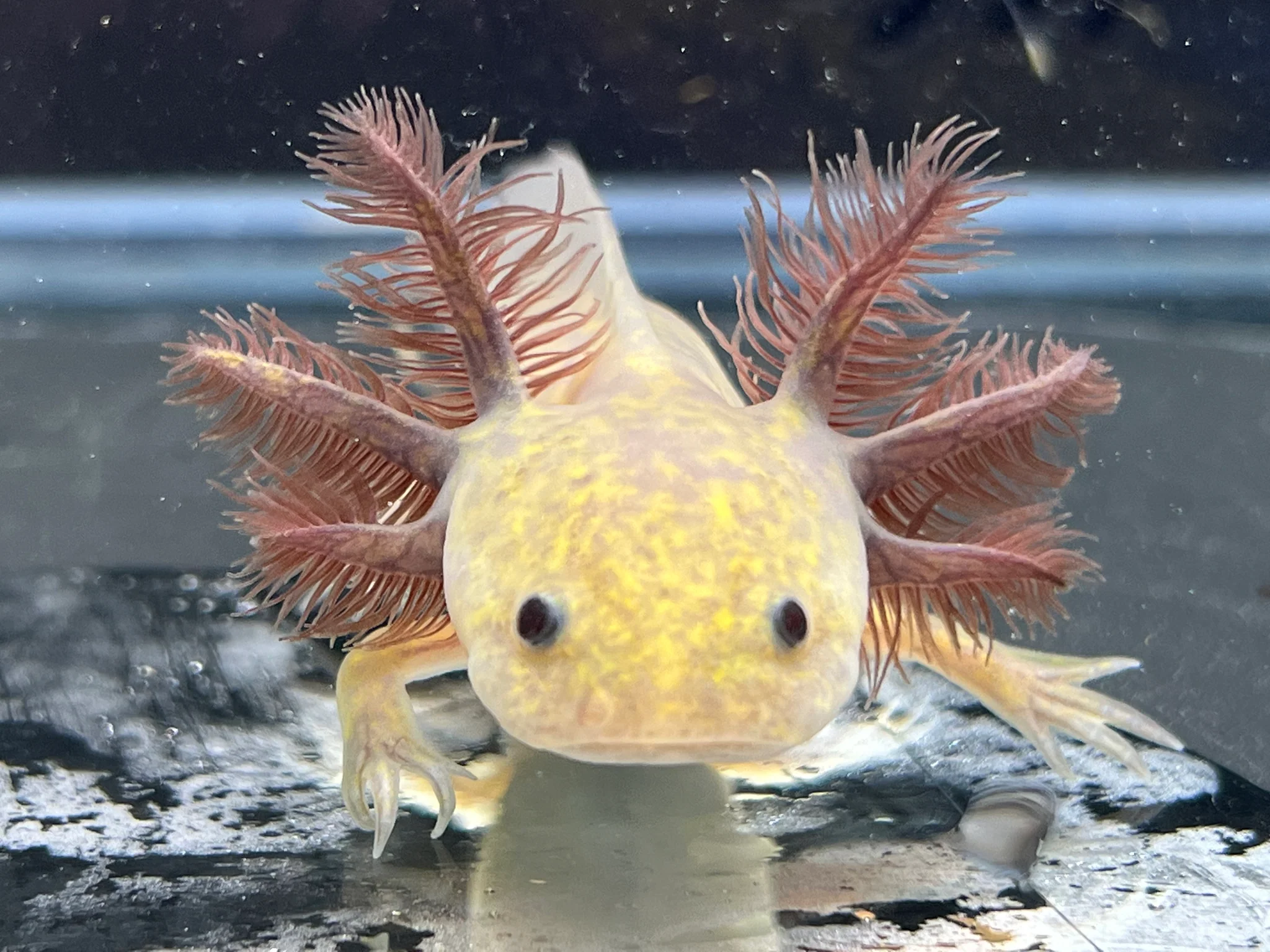 Copper Melanoid