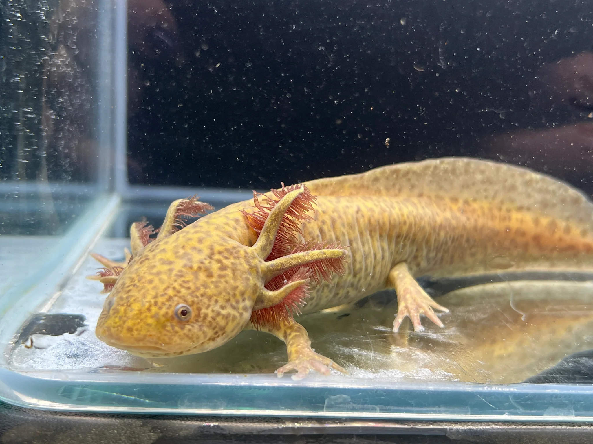 Female Copper
