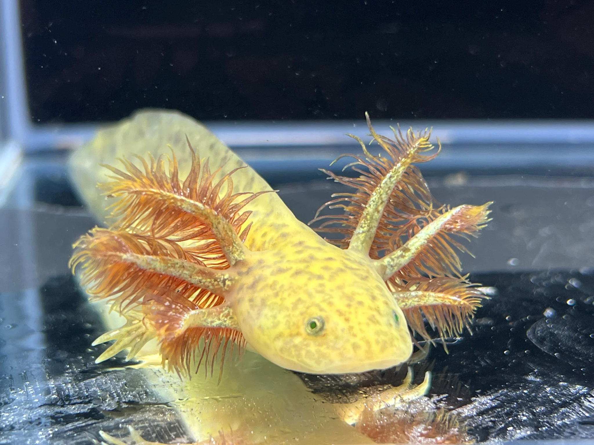 GFP Copper