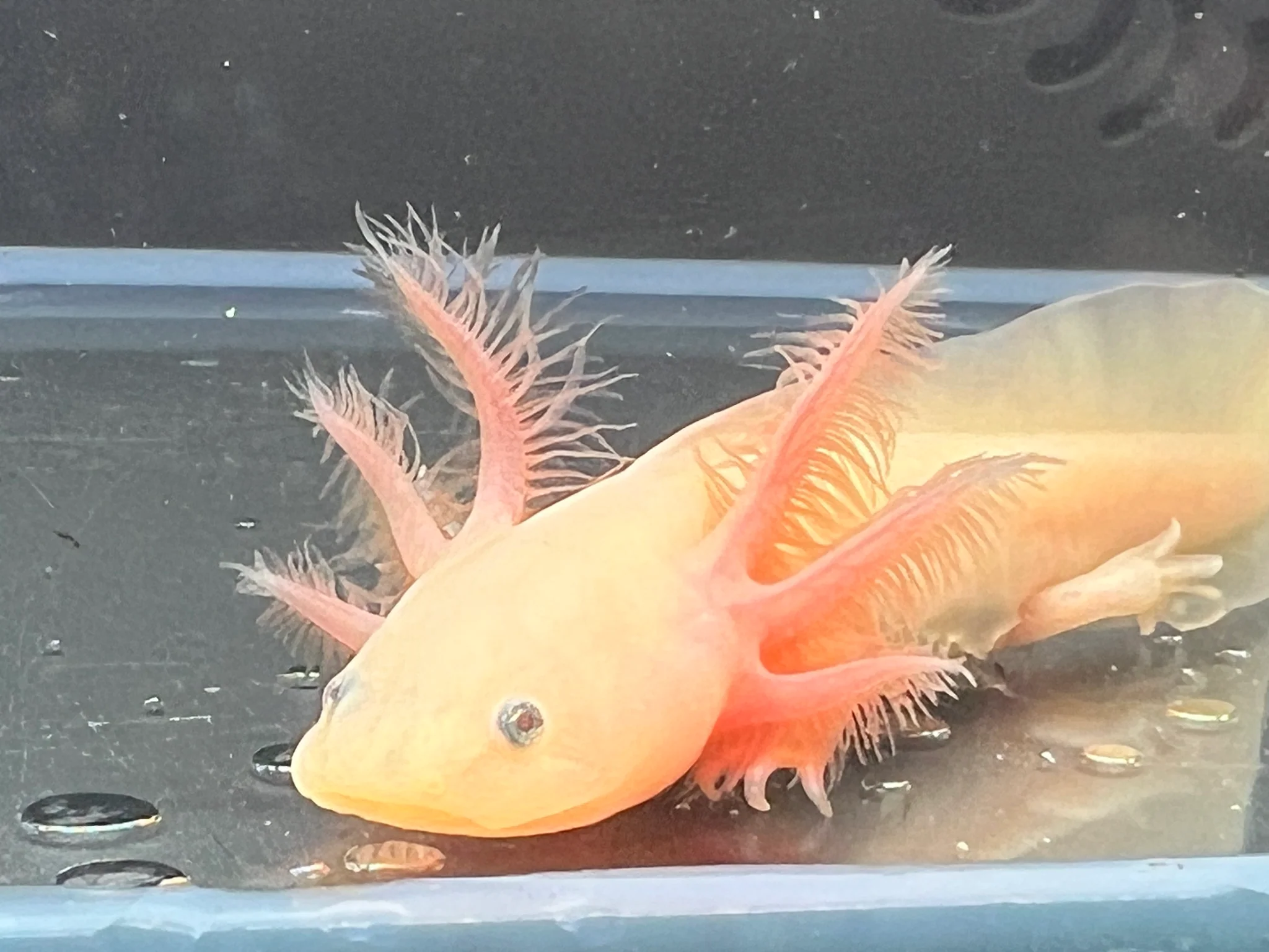 Leucistic