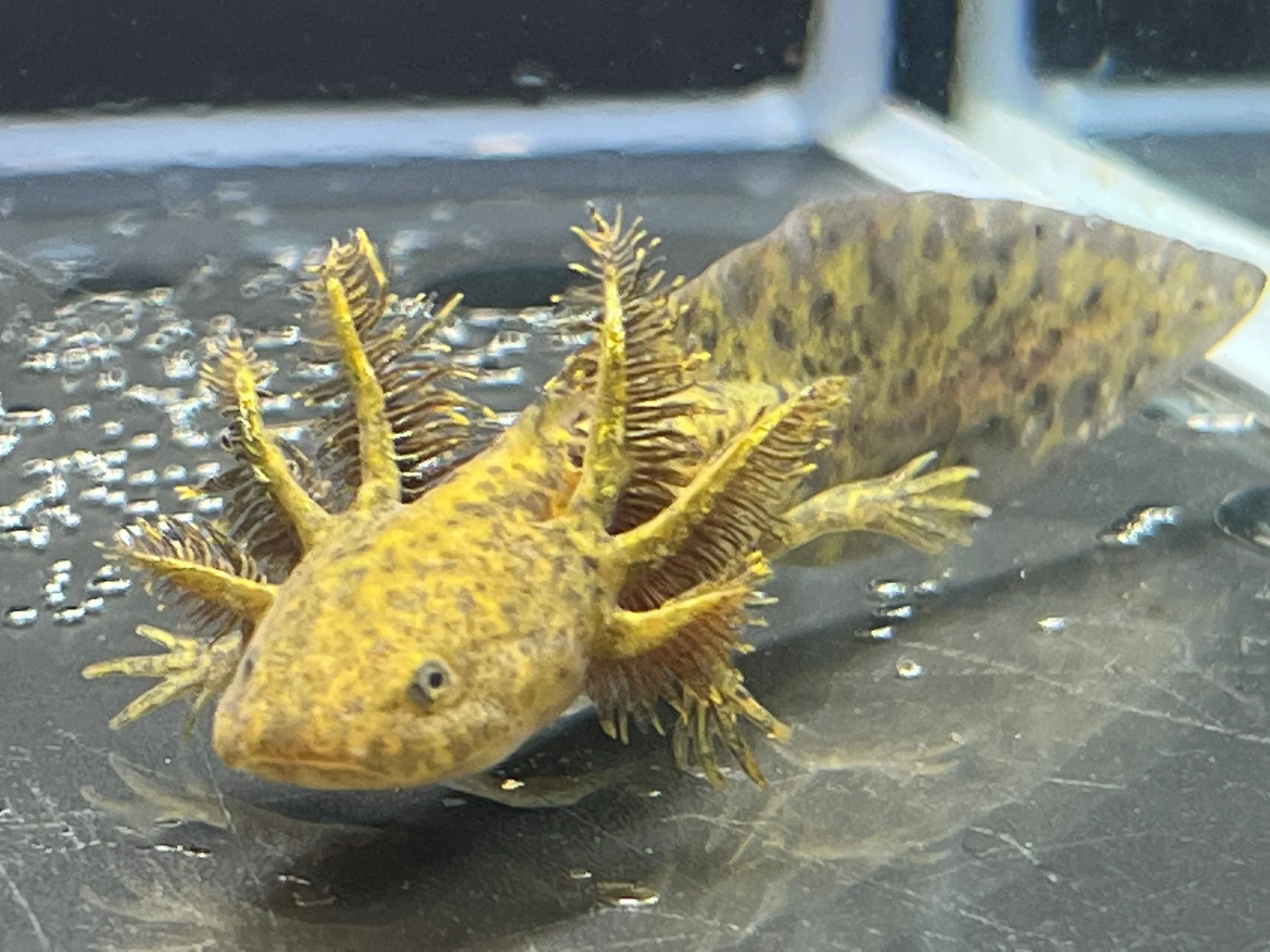 Wild 1/4 True Axolotl