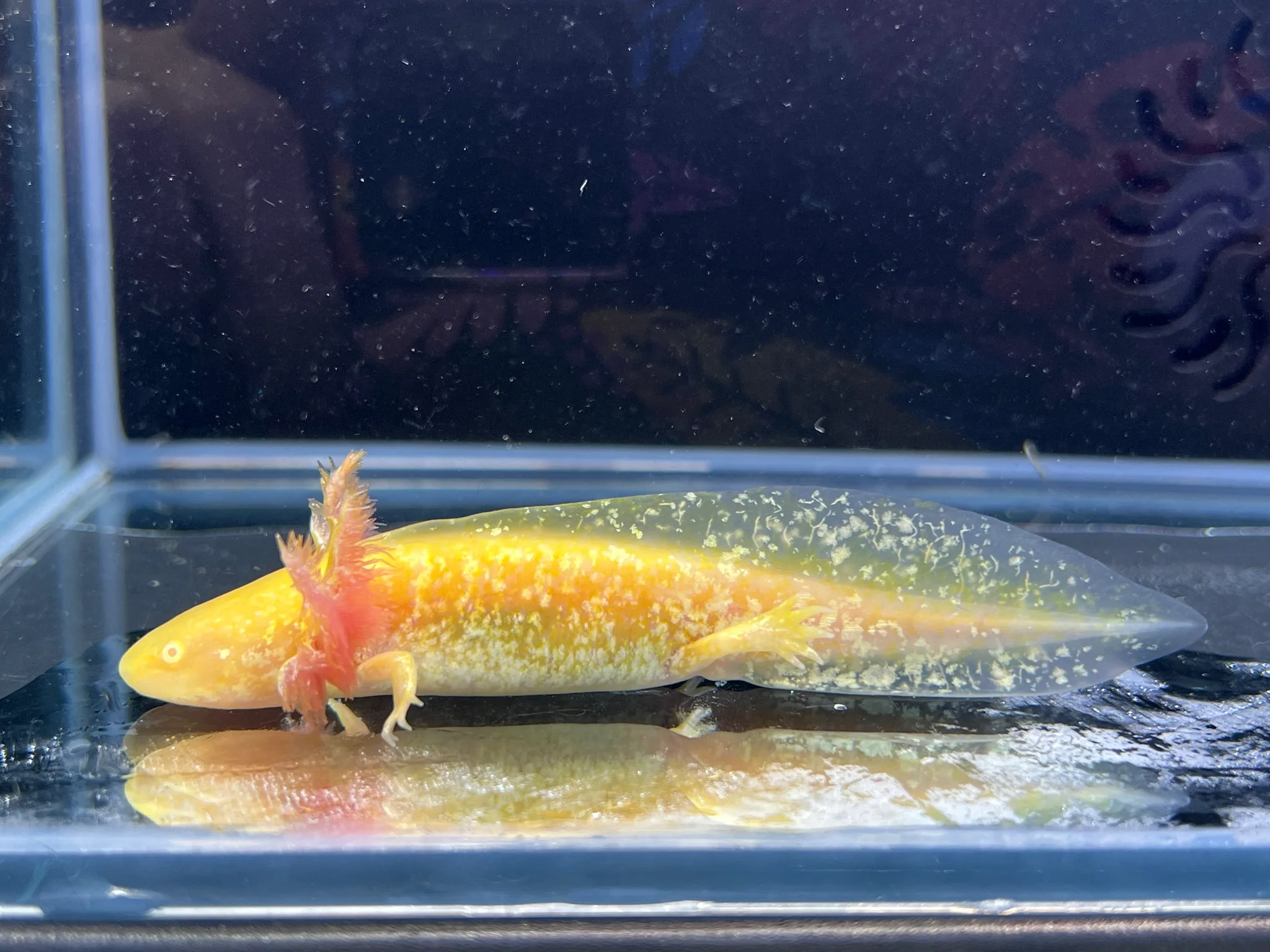 Hi Iridophore Albino