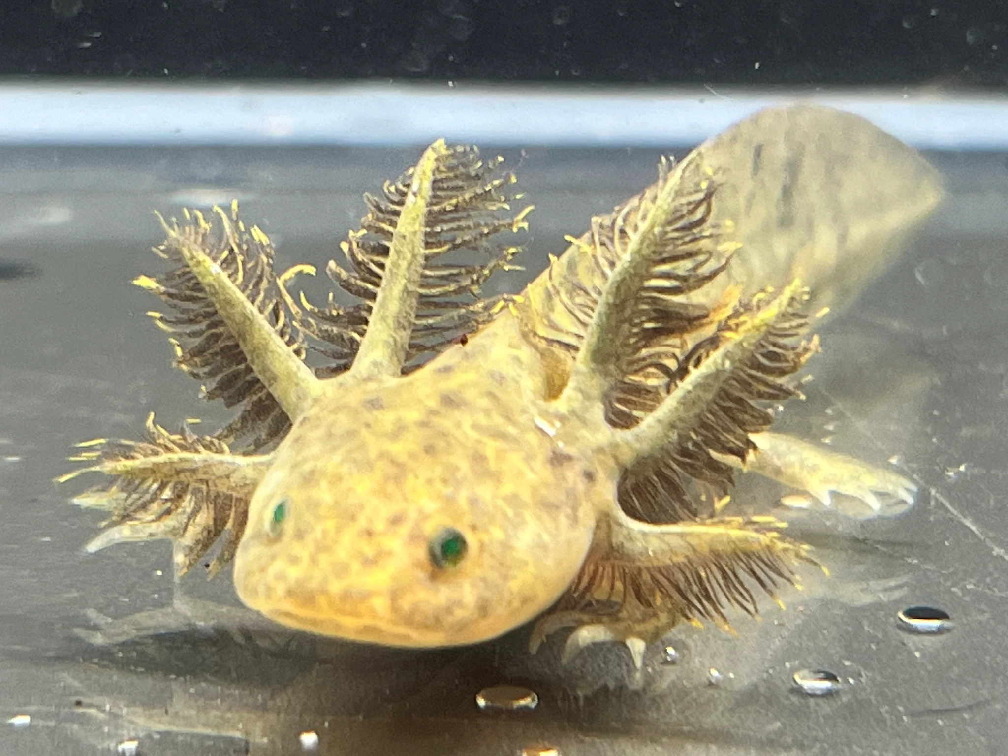 GFP Wild