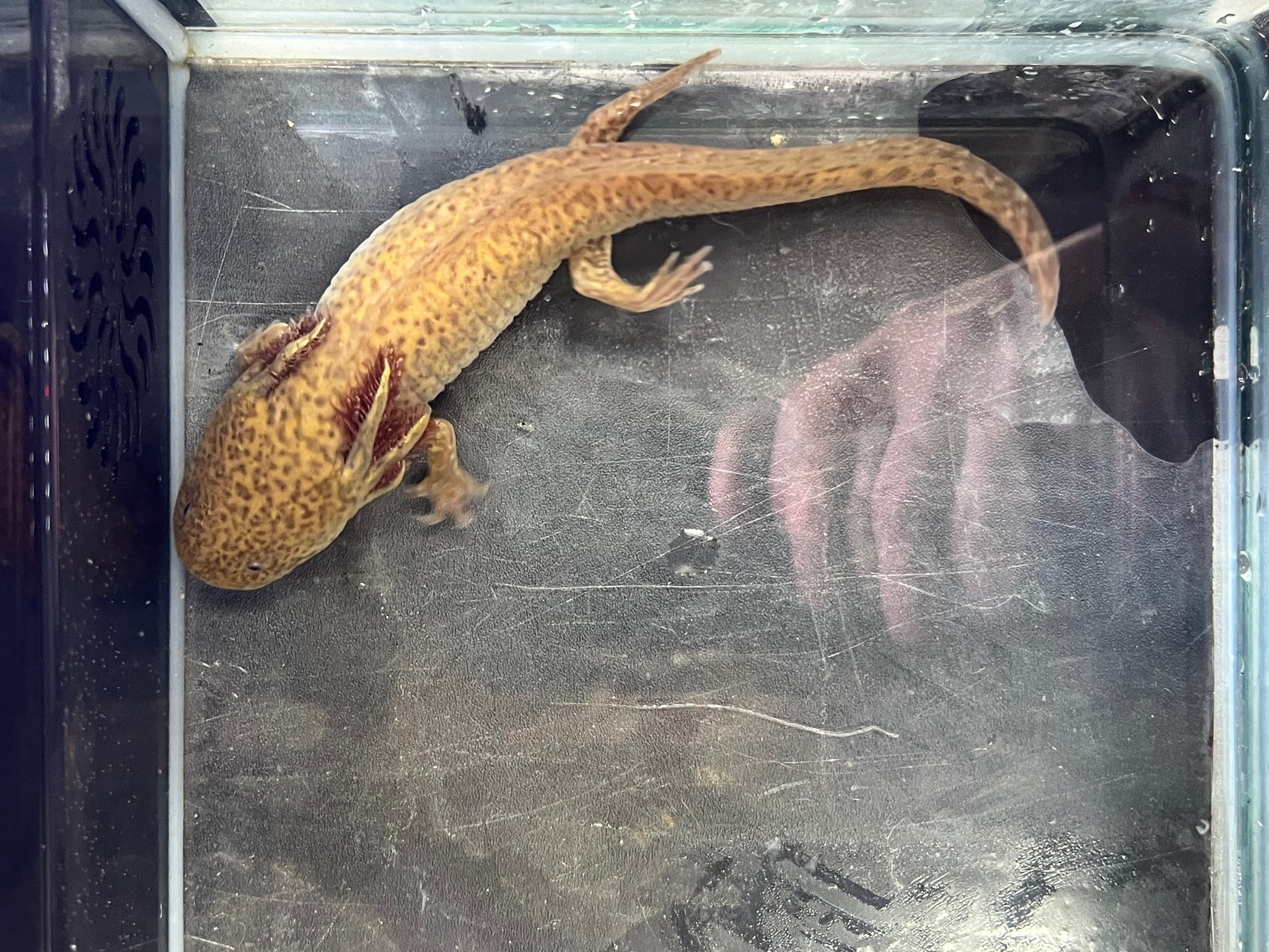Female Copper