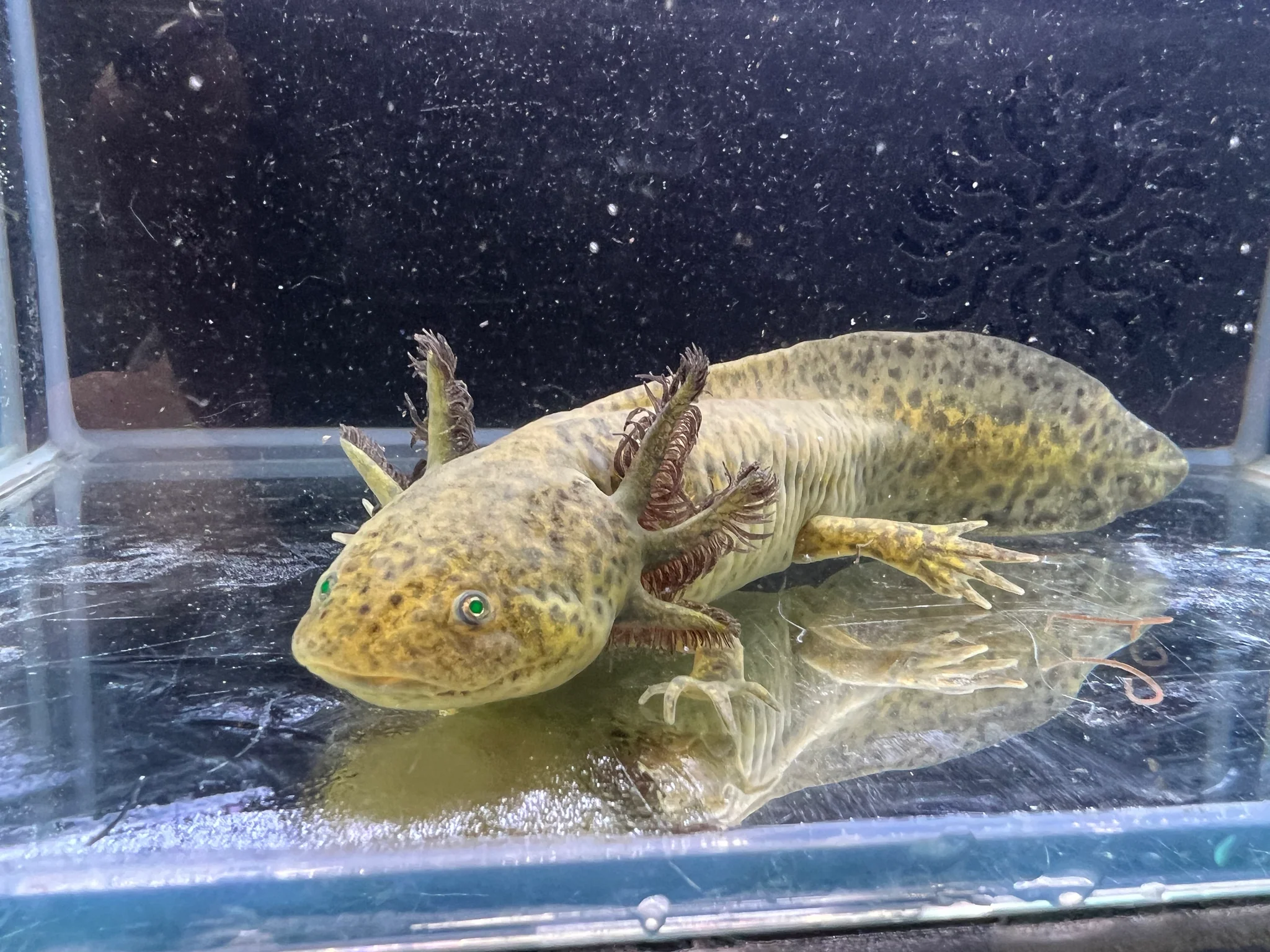 Gfp Wild