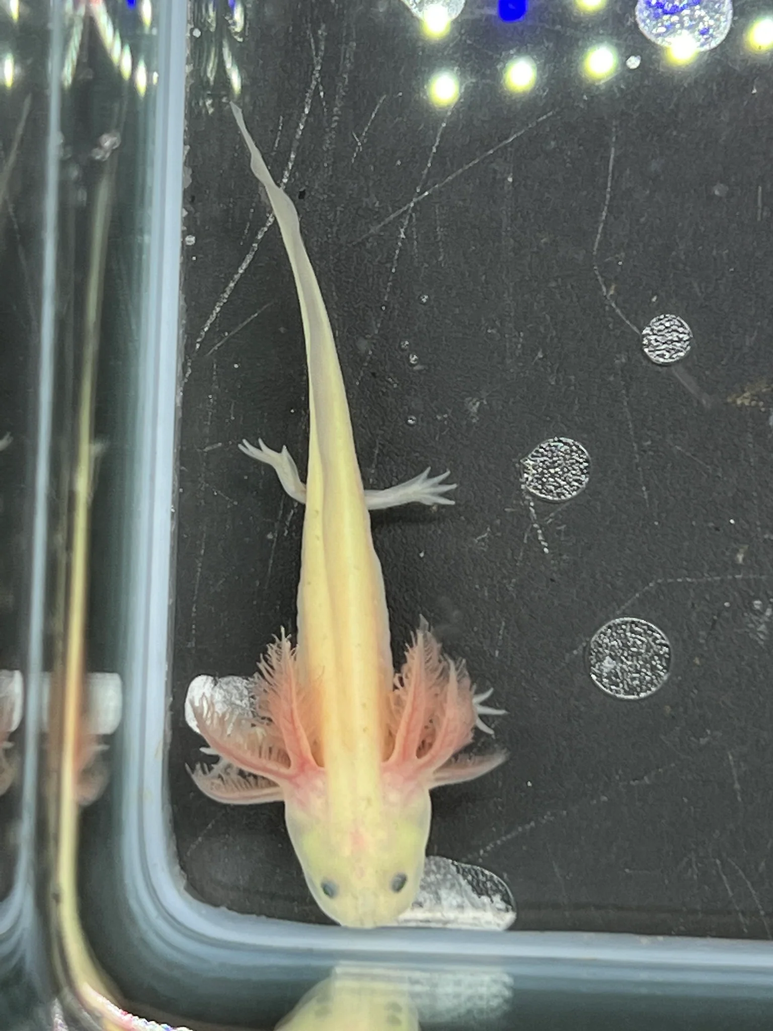 GFP Leucistic