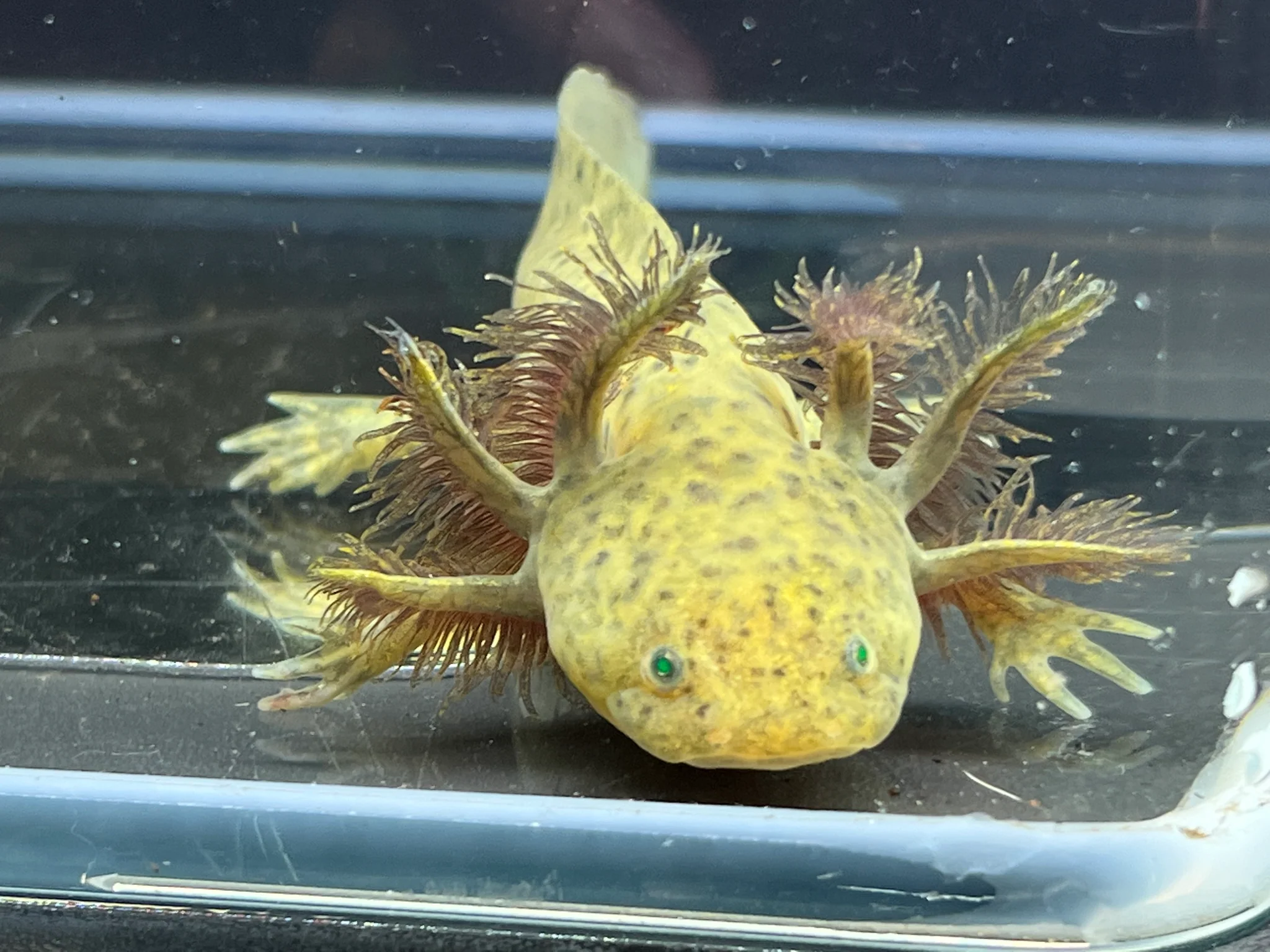 GFP Wild