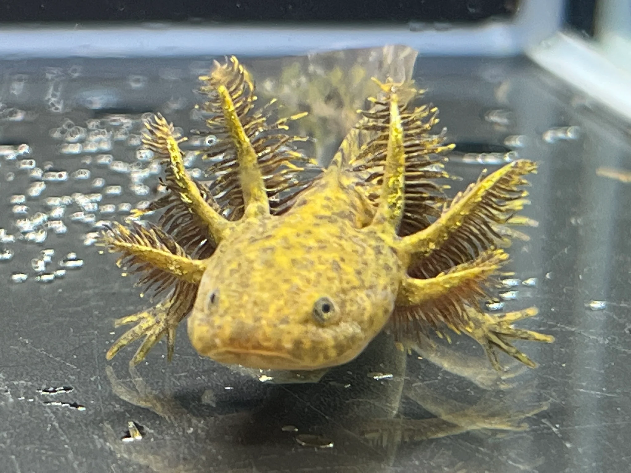 Wild 1/4 True Axolotl