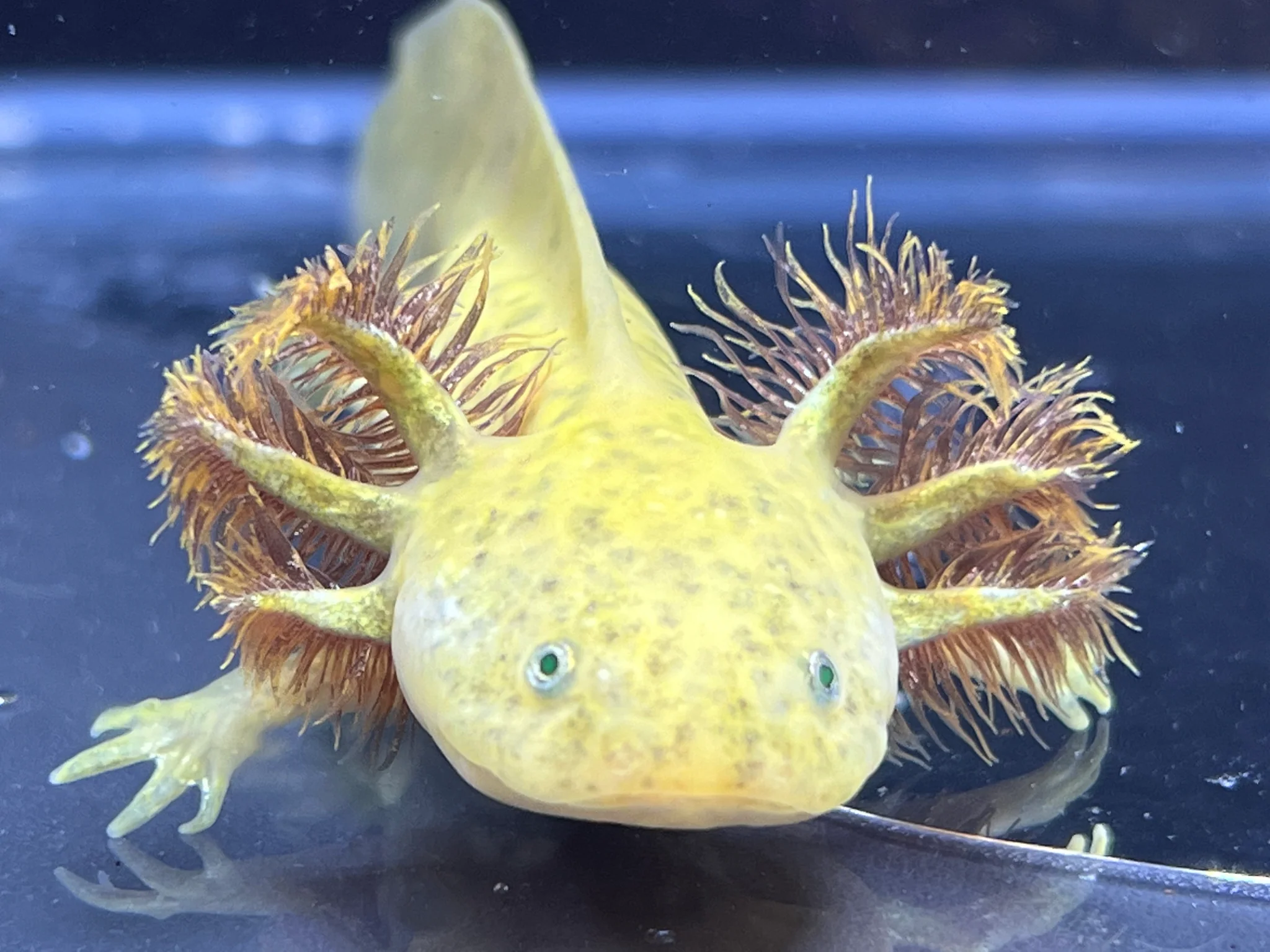 GFP Copper Axolotl